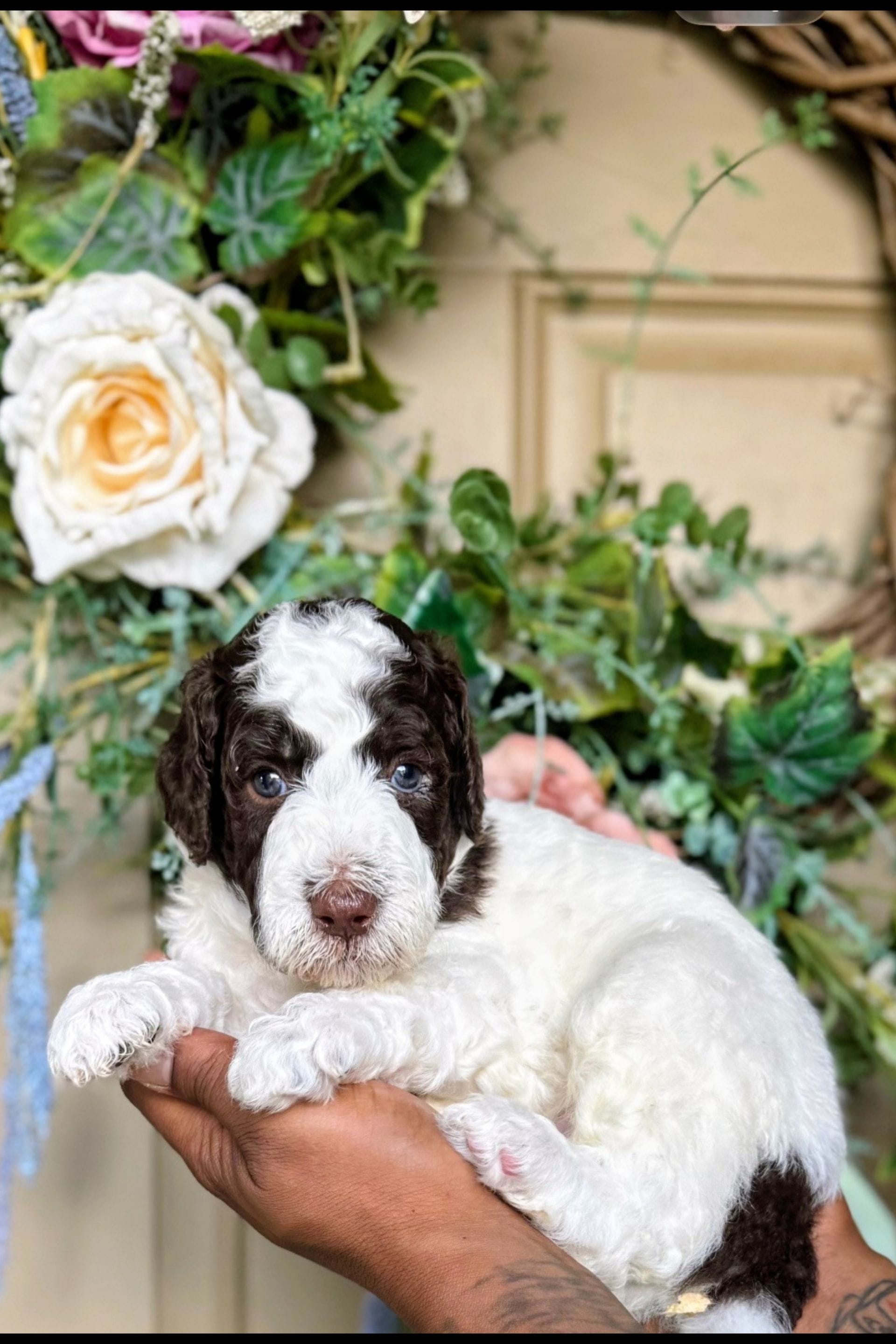 Corey, a male Poodle - Standard  for sale in Dallas, TX – 4 of 6