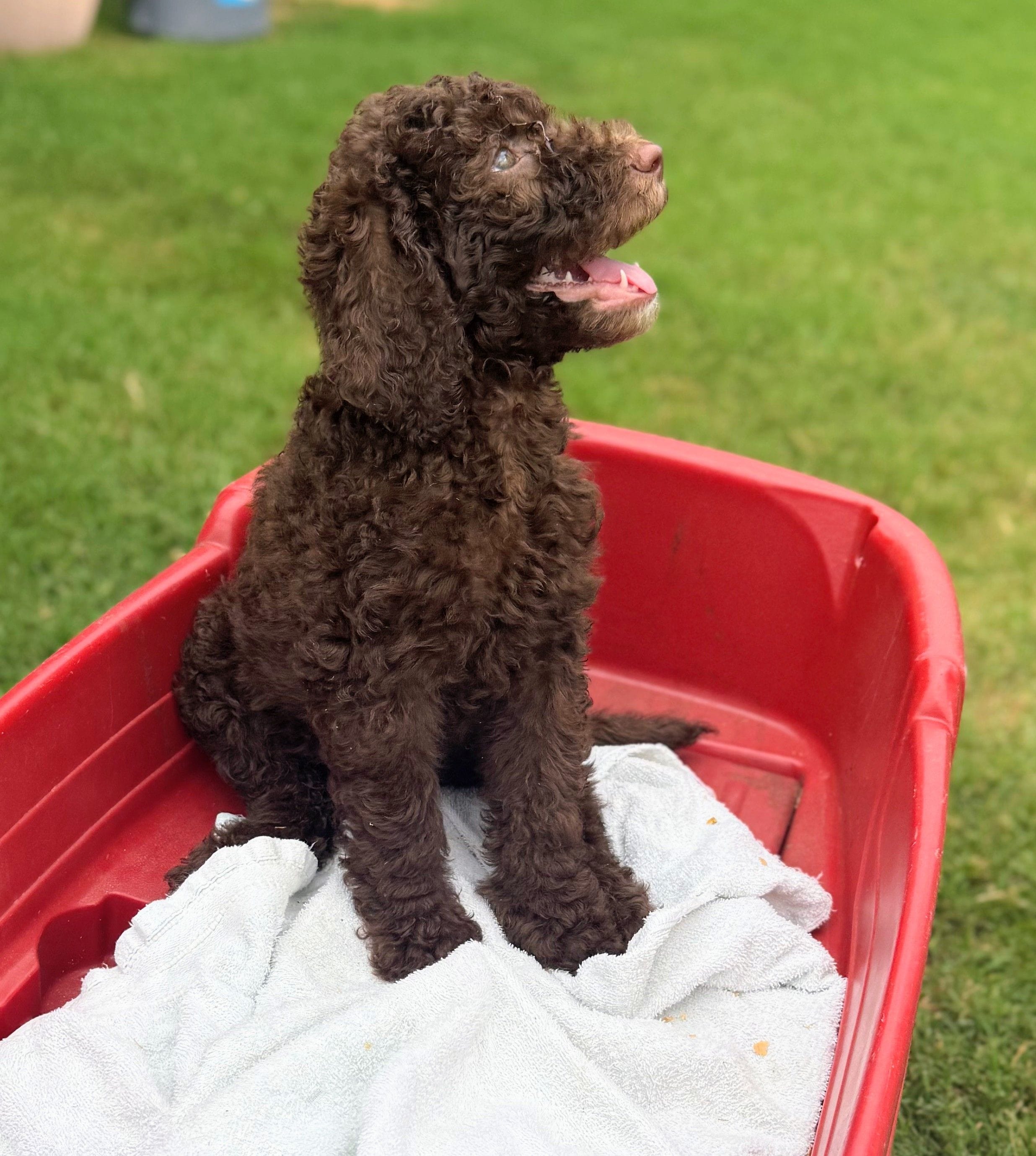 Nala – Poodle - Standard  puppy for sale in Dallas, TX
