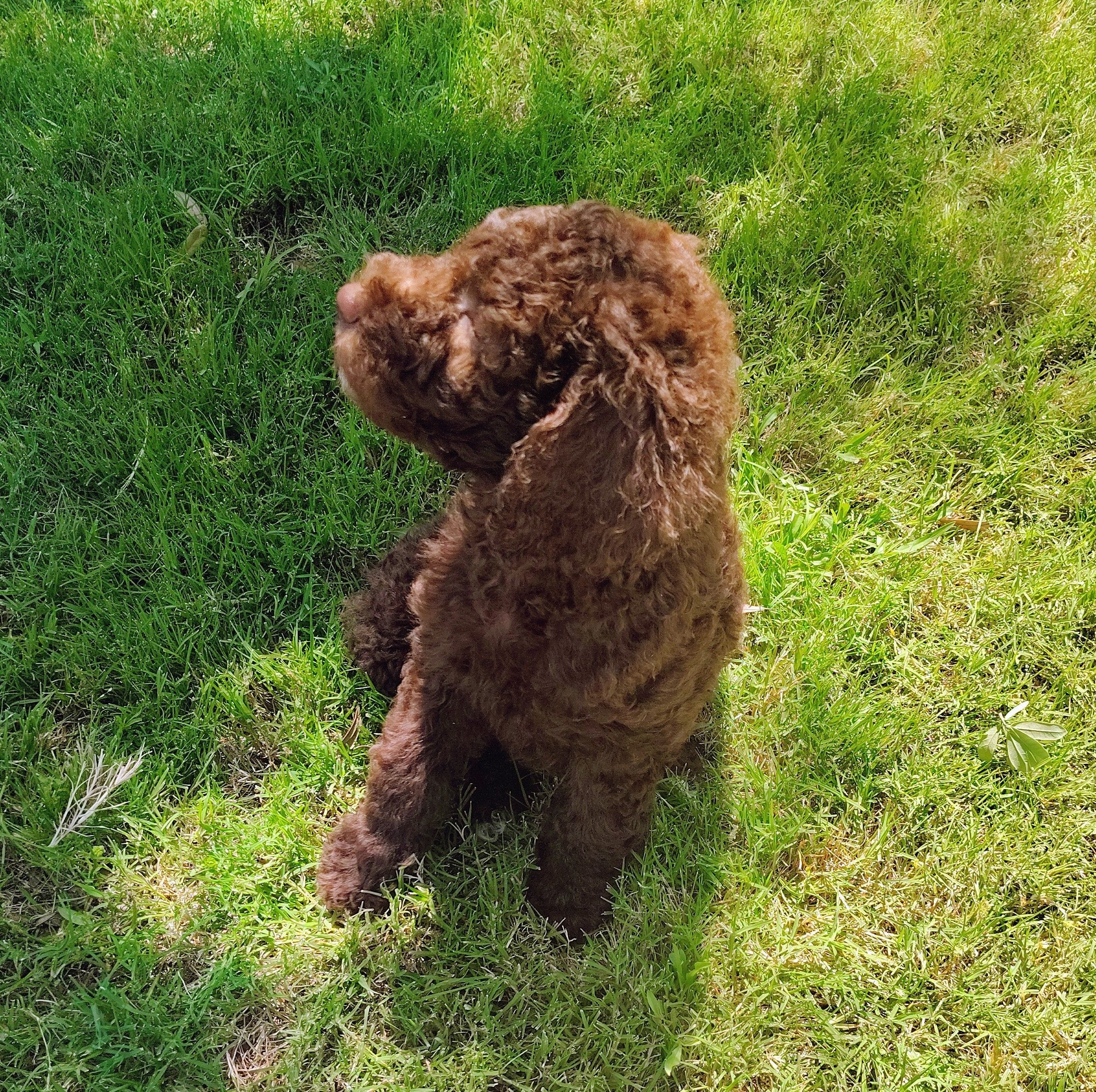 Nala, a female Poodle - Standard  for sale in Dallas, TX – 5 of 5