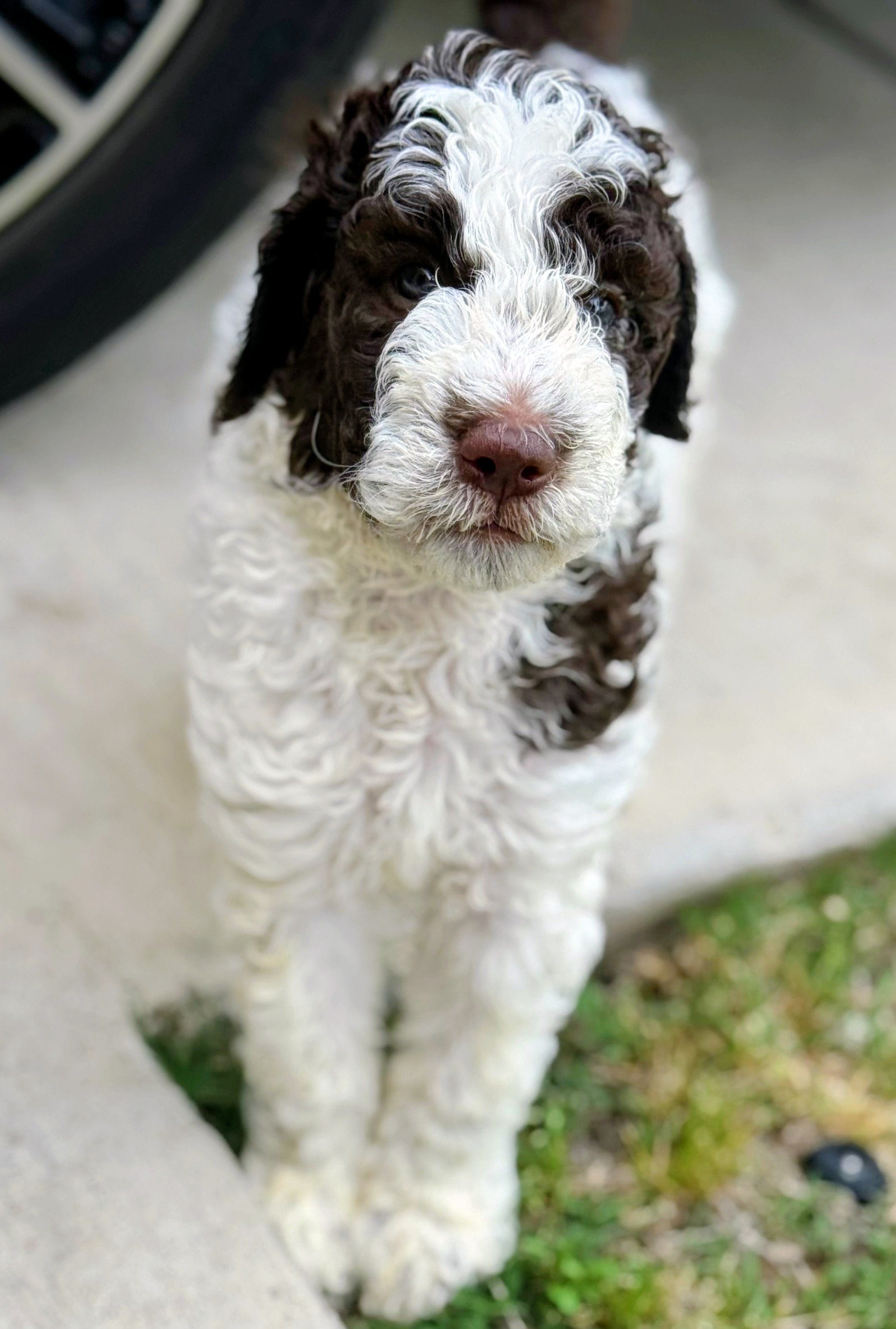 Corey – Poodle - Standard  puppy for sale in Dallas, TX