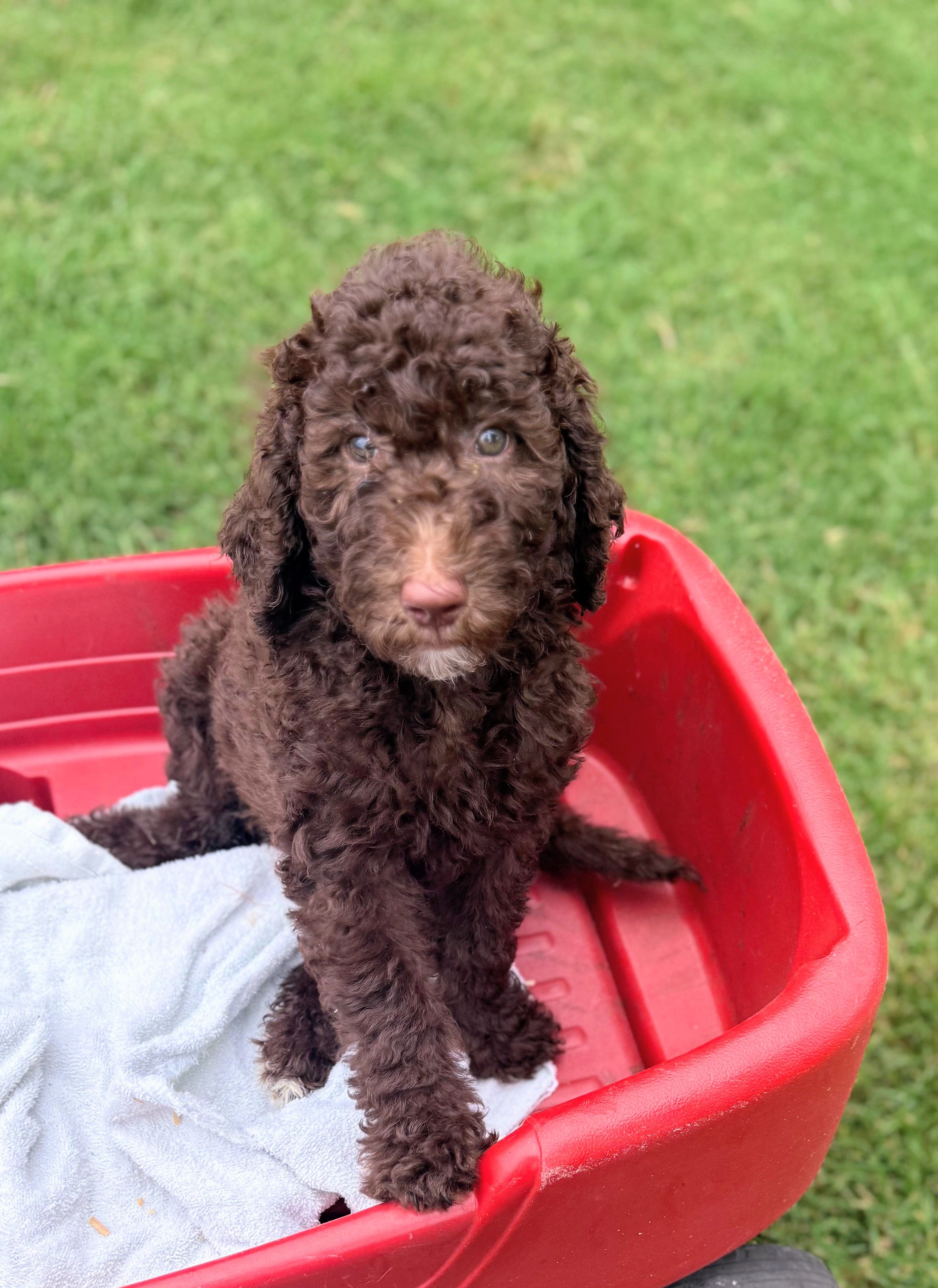 Nala, a female Poodle - Standard  for sale in Dallas, TX – 2 of 5