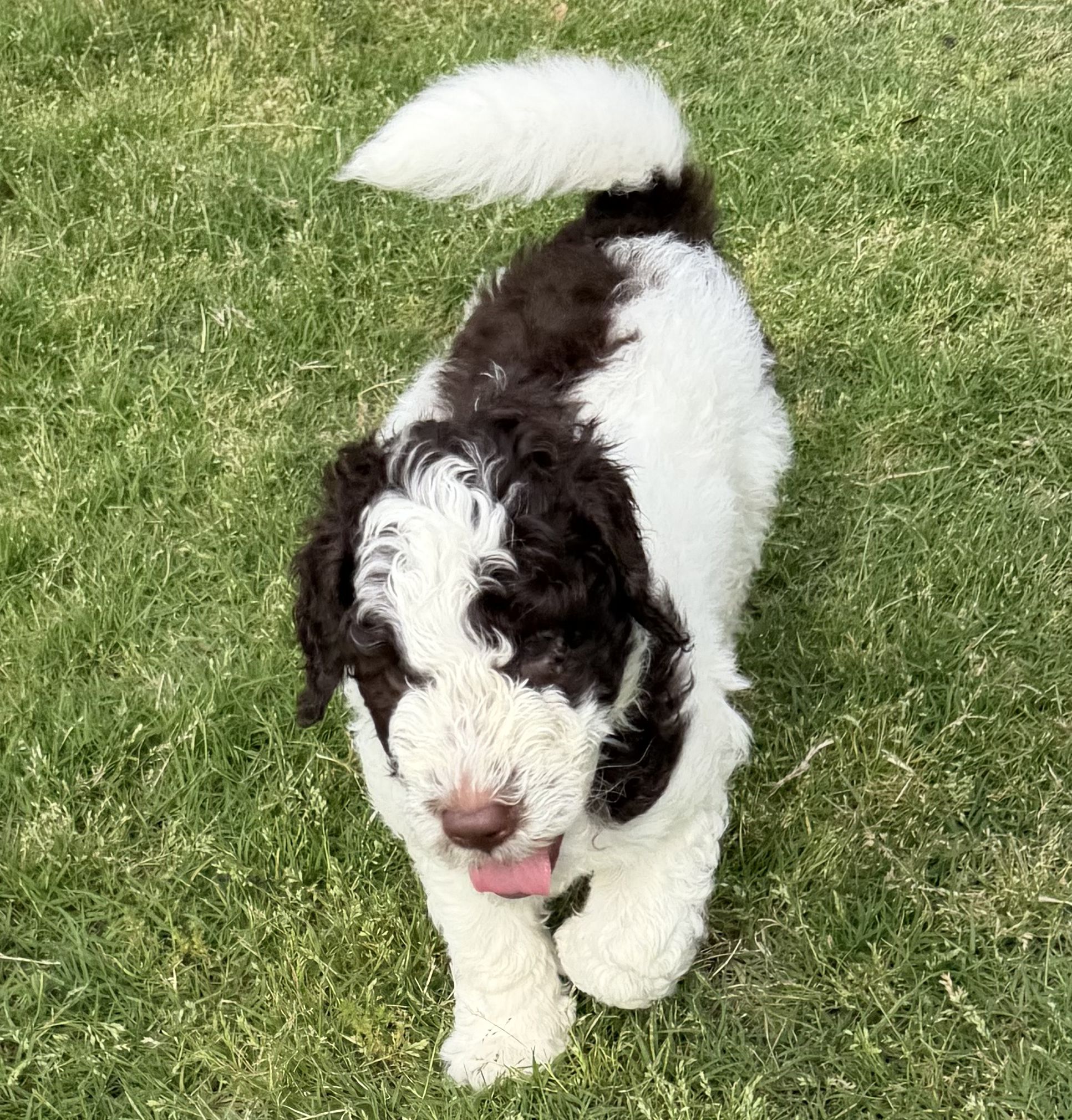 Corey, a male Poodle - Standard  for sale in Dallas, TX – 5 of 6