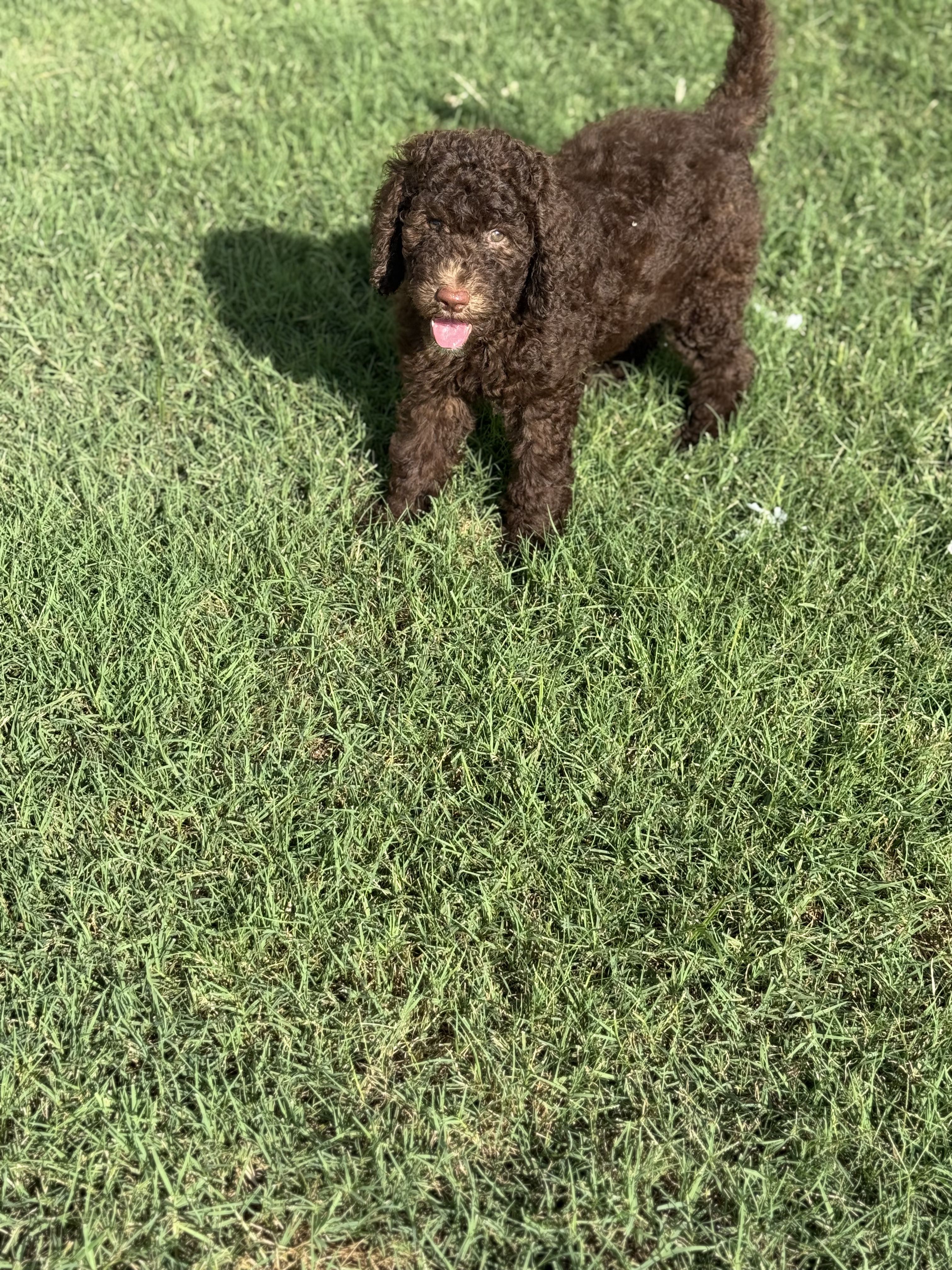 Nala, a female Poodle - Standard  for sale in Dallas, TX – 4 of 5