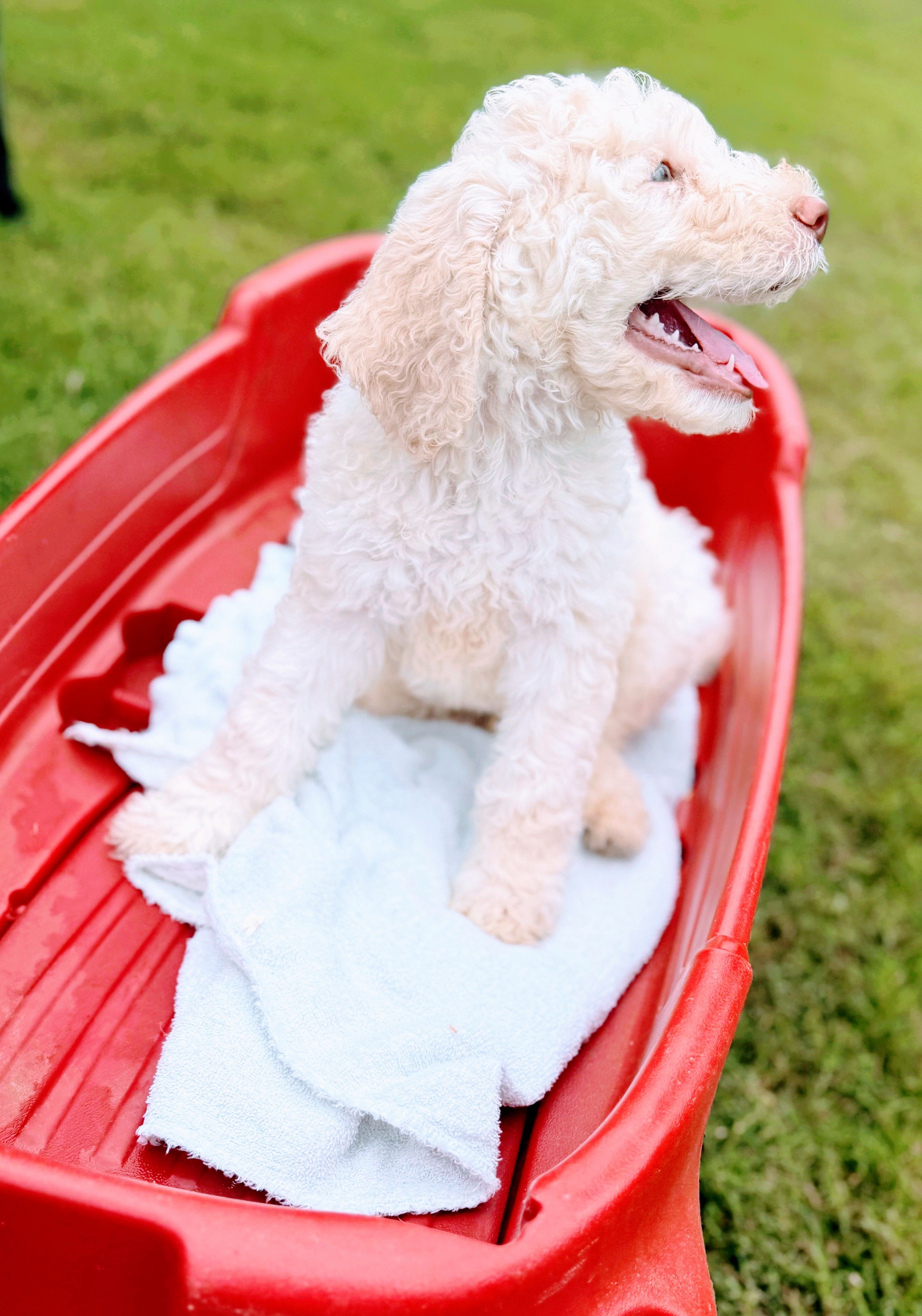 Casper – Poodle - Standard  puppy for sale in Dallas, TX