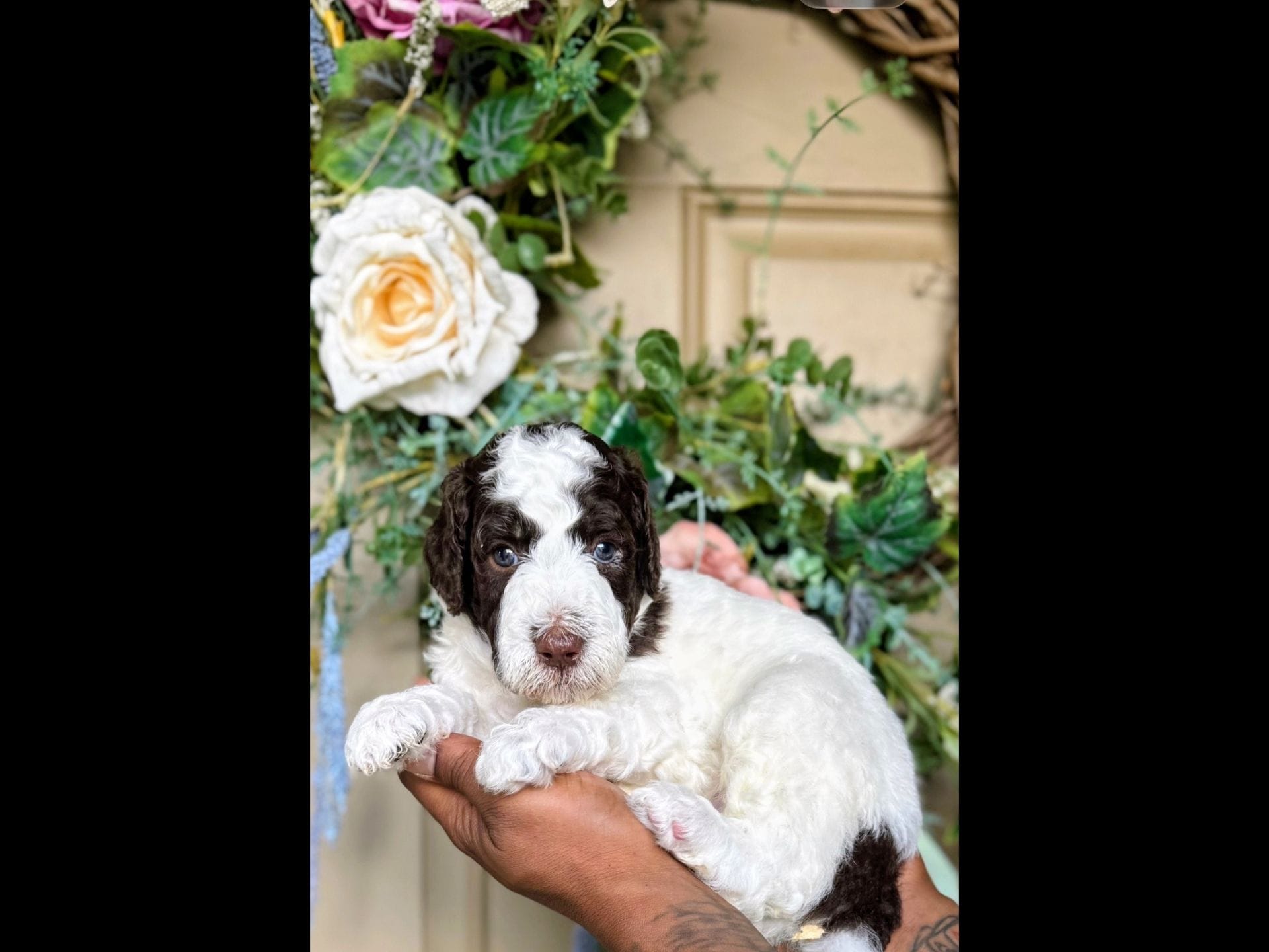 Corey – Poodle - Standard  puppy for sale in Dallas, TX