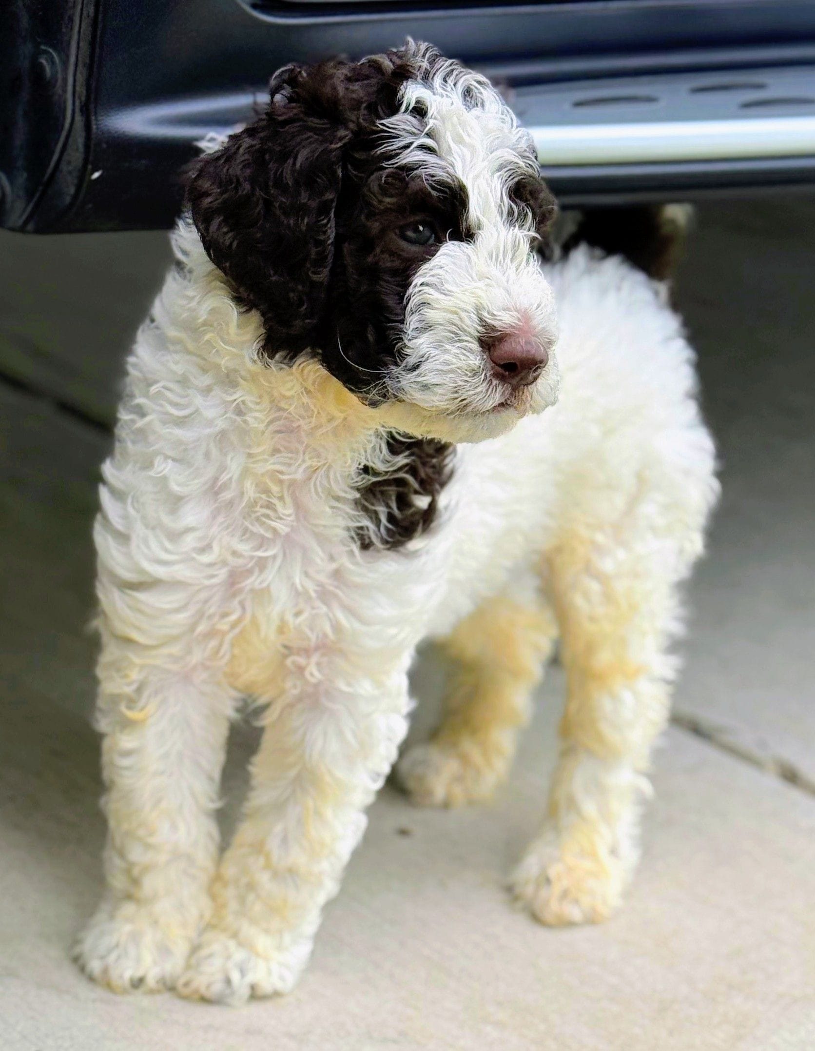 Corey, a male Poodle - Standard  for sale in Dallas, TX – 2 of 6