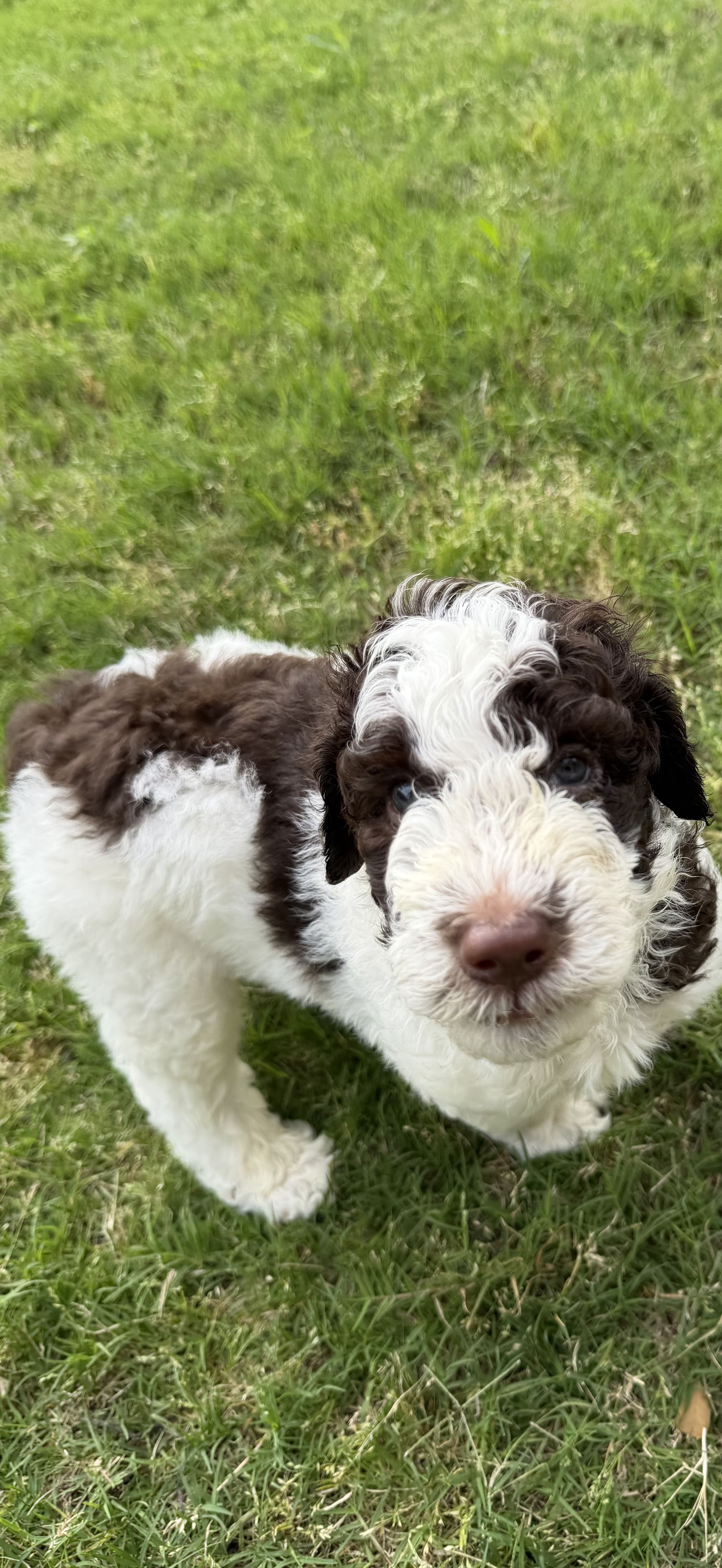 Corey, a male Poodle - Standard  for sale in Dallas, TX – 6 of 6