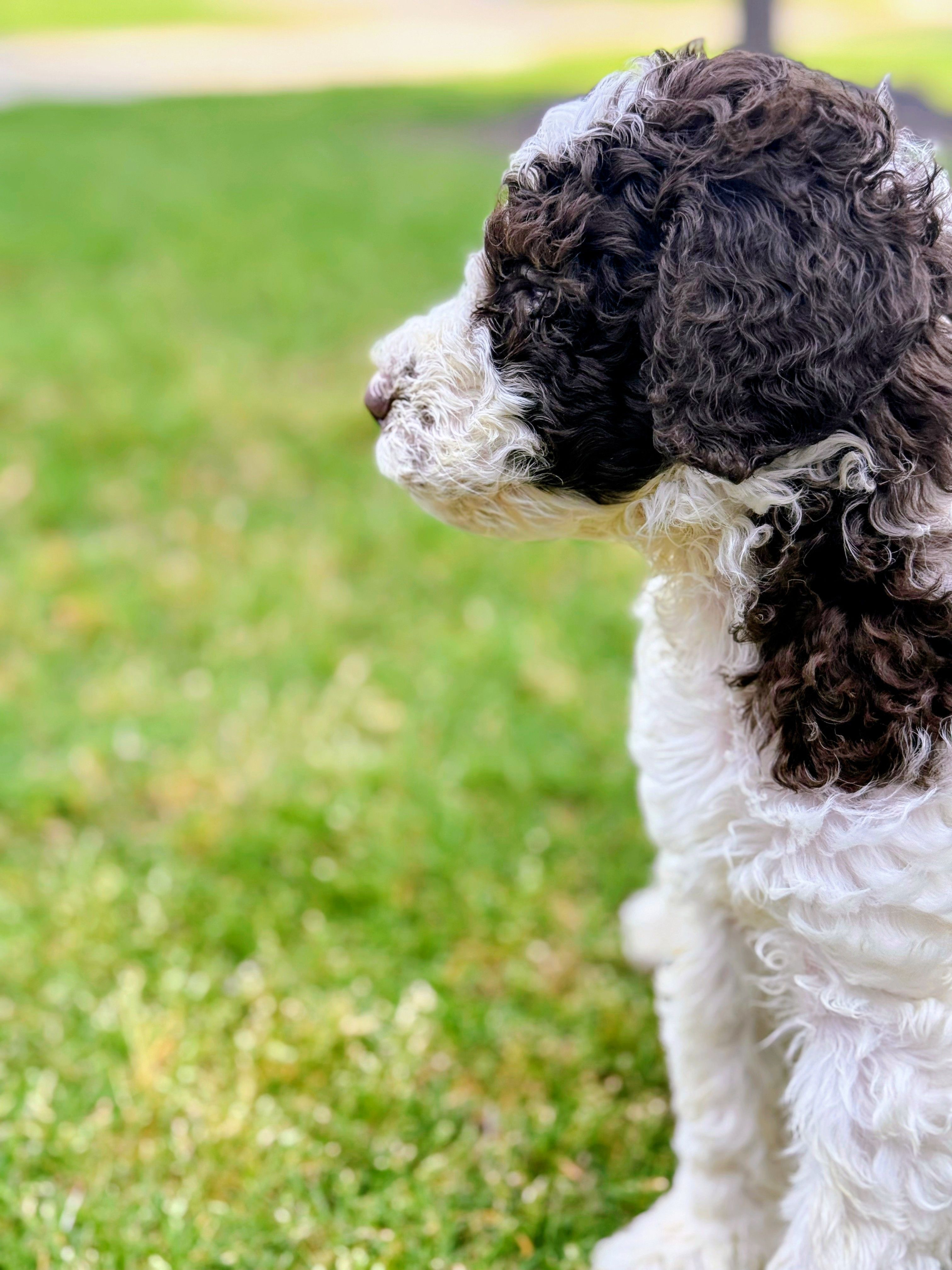 Corey, a male Poodle - Standard  for sale in Dallas, TX – 3 of 6