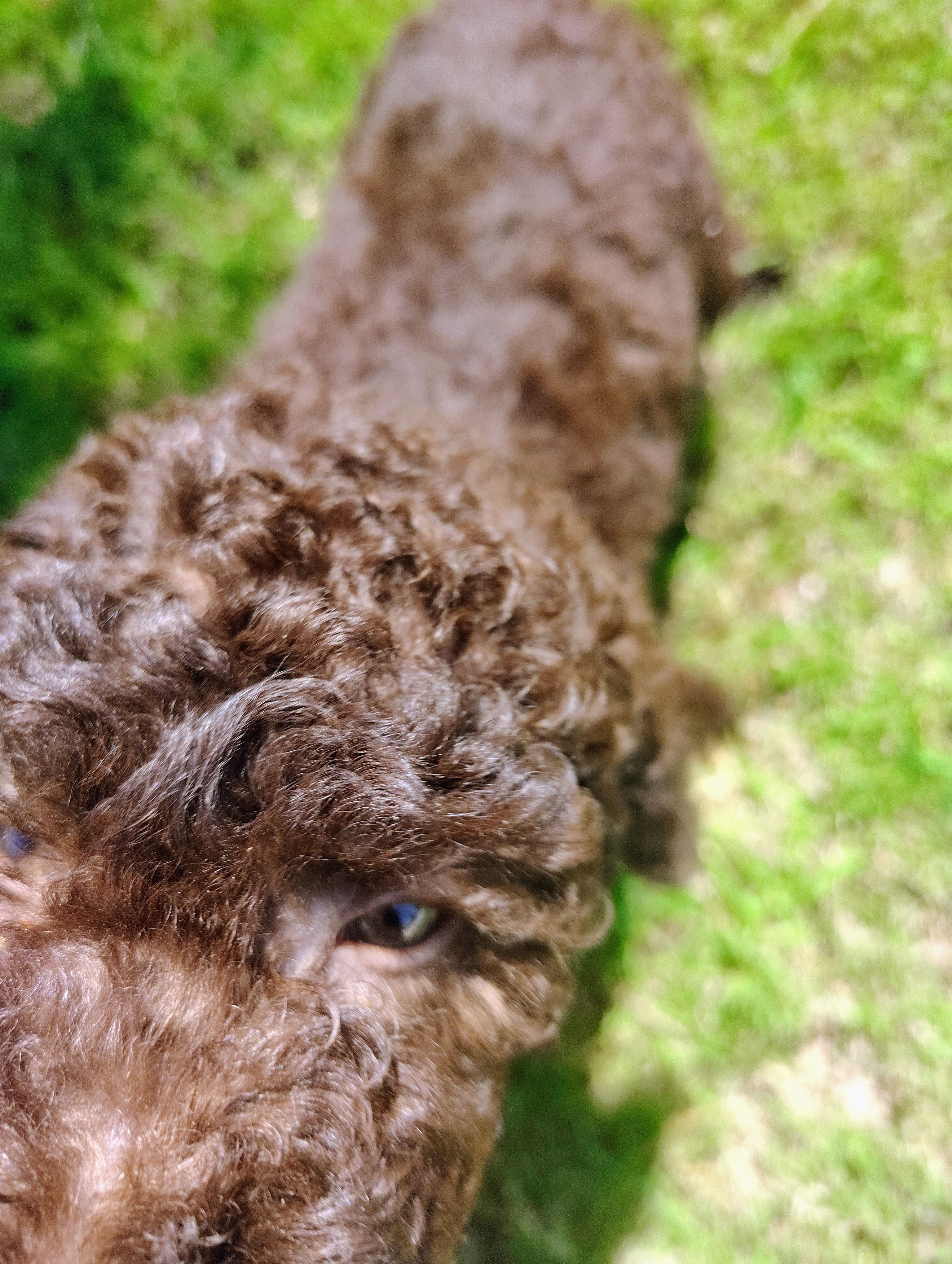 Nala, a female Poodle - Standard  for sale in Dallas, TX – 3 of 5