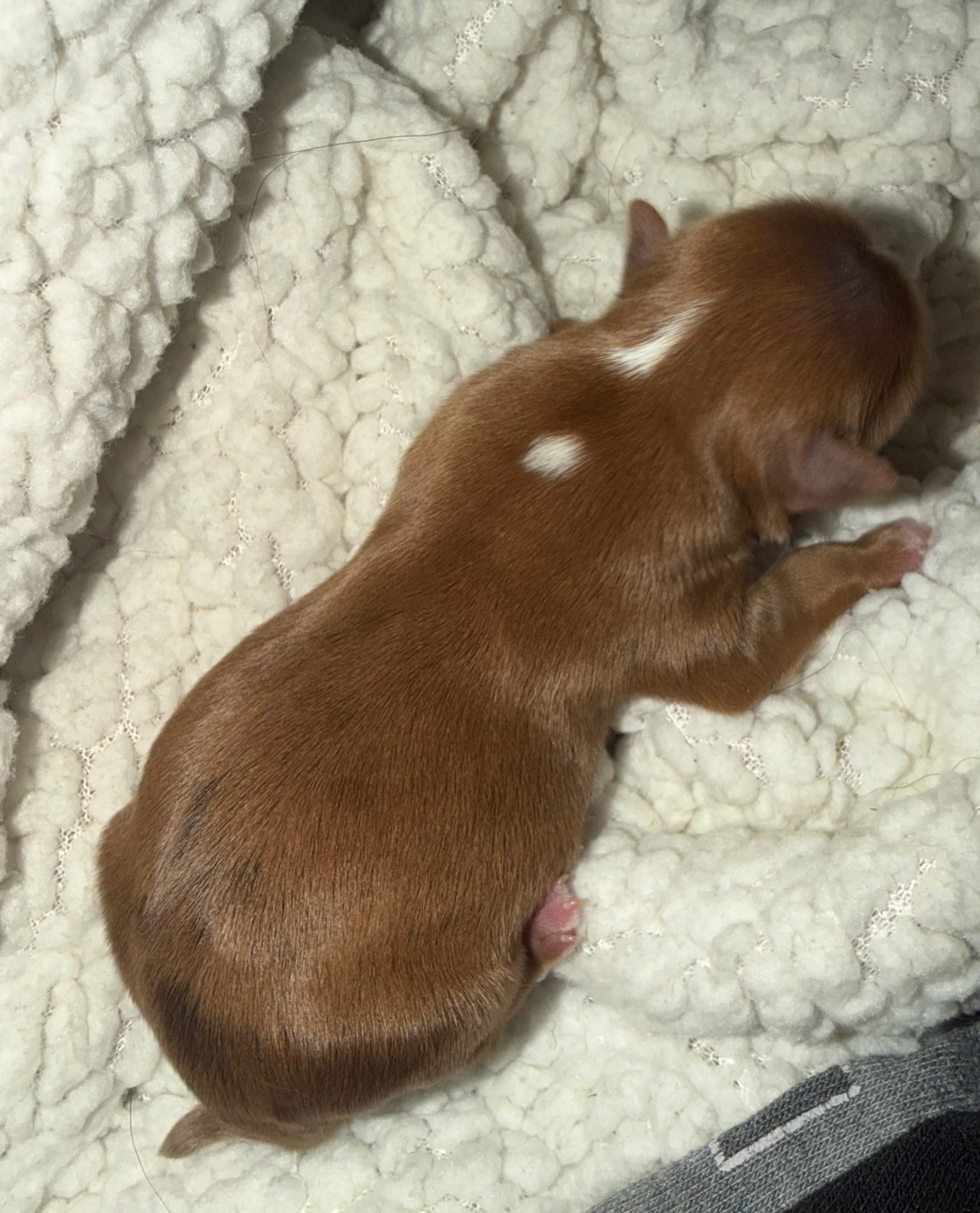 Oakley – Yorkshire Terrier puppy for sale in Churubusco, IN