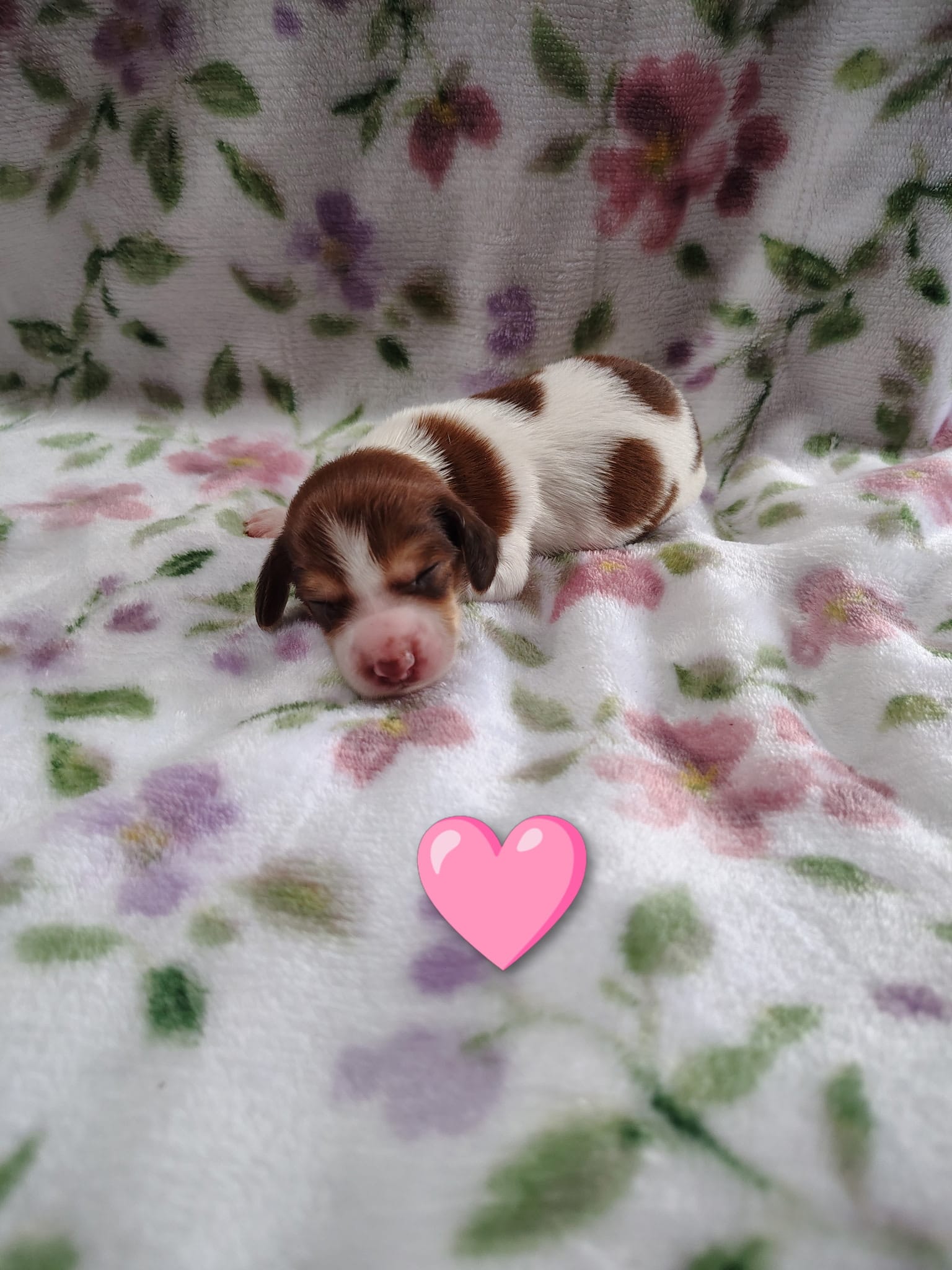 No Name – Miniature Dachshund puppy for sale in Chattanooga, TN