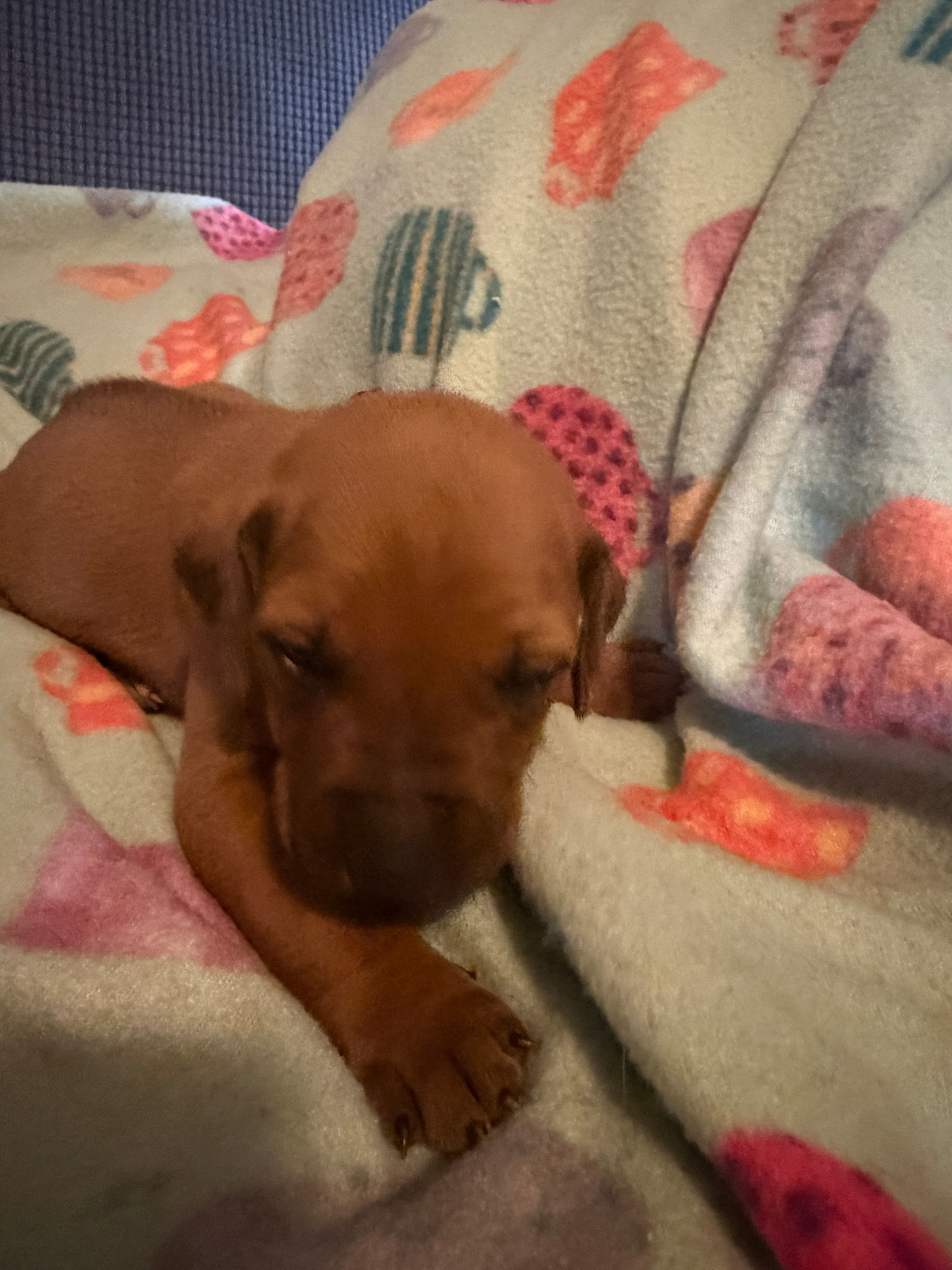 Black collar  – Rhodesian Ridgeback puppy for sale in Wilkesboro, NC