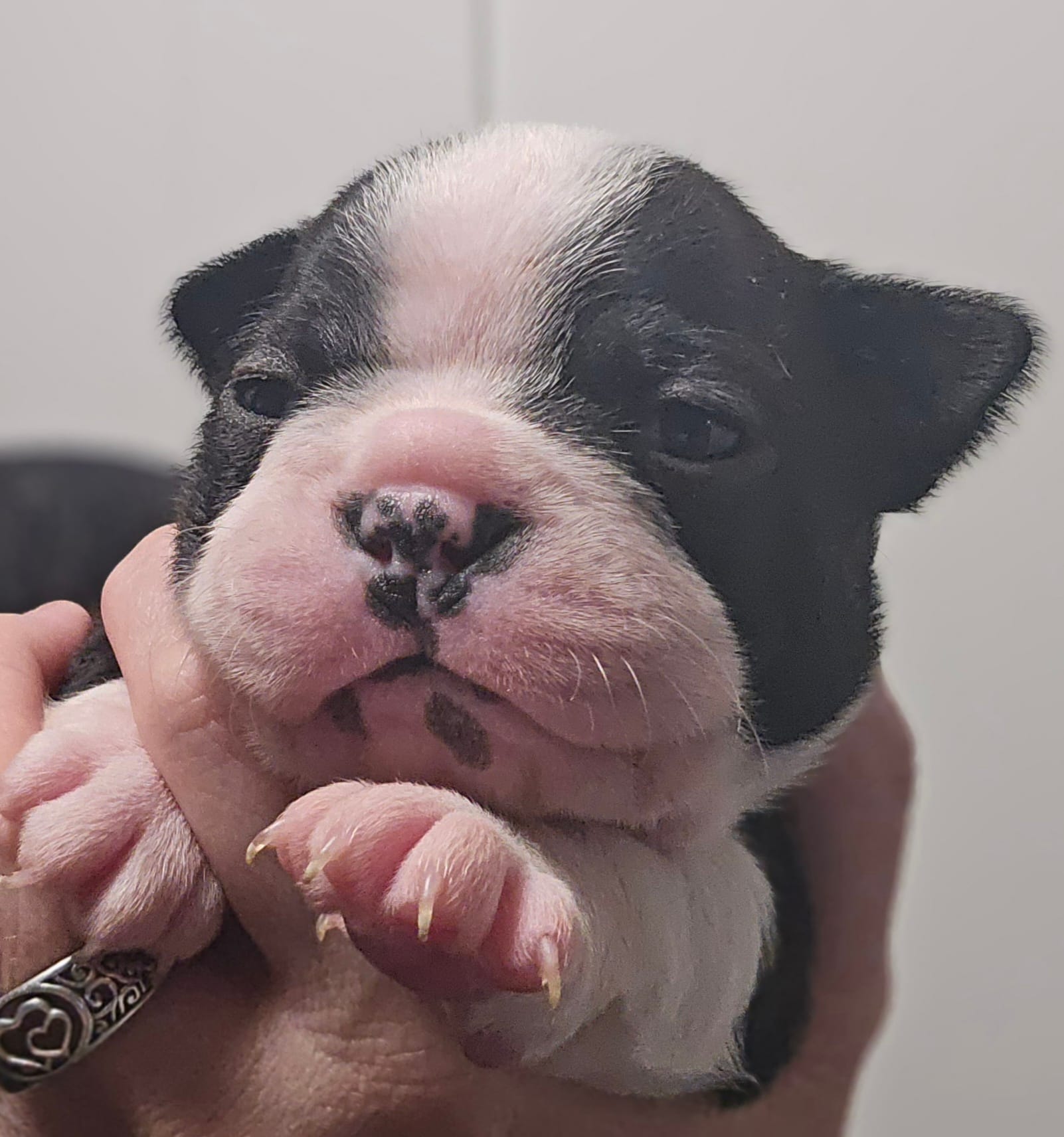 Sunny Sass Yellow Girl – Boston Terrier puppy for sale in Yakima, WA