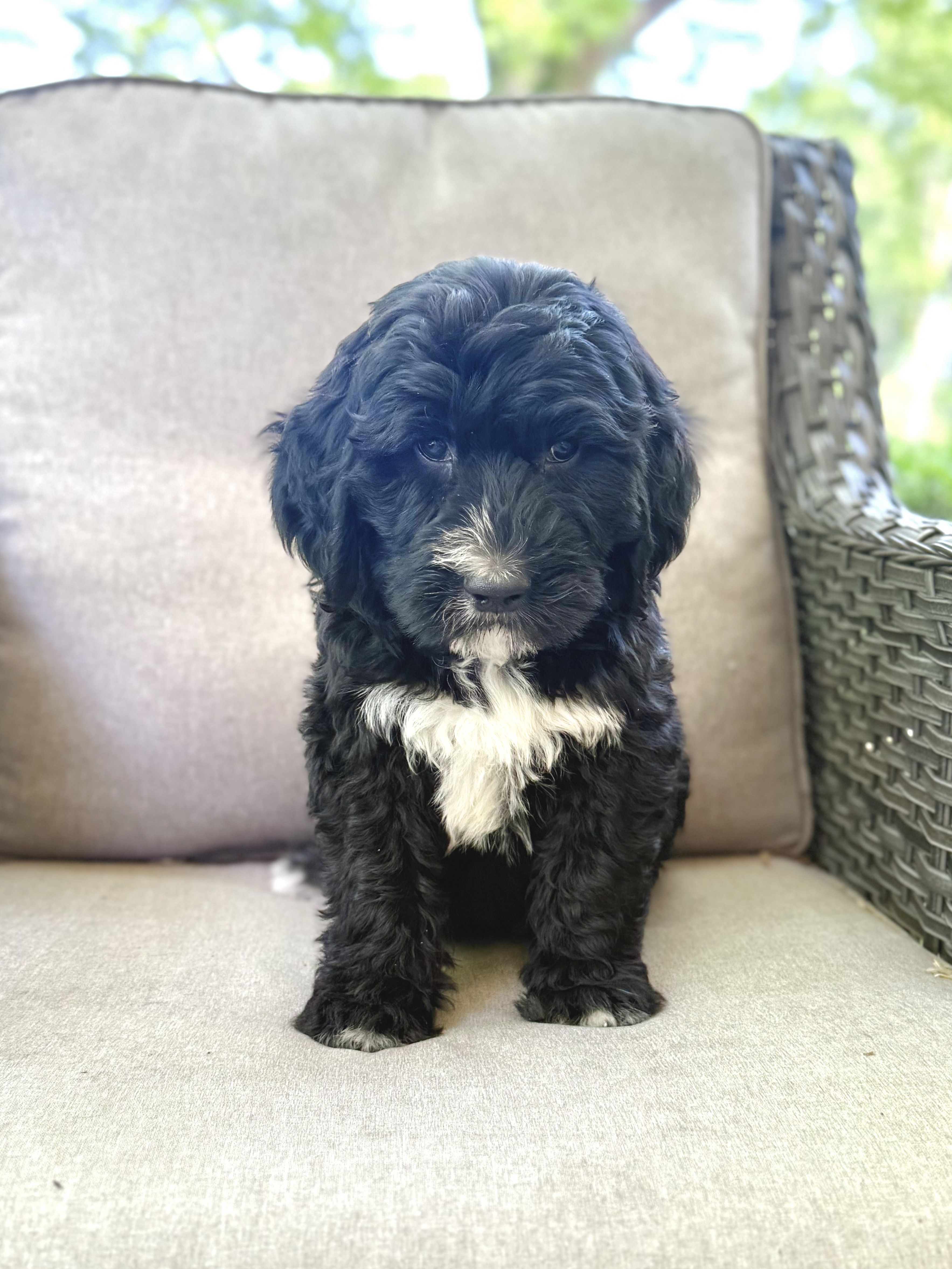 Sawyer – Bernedoodle, Golden Mountain Doodle puppy for sale in Goldsboro, NC