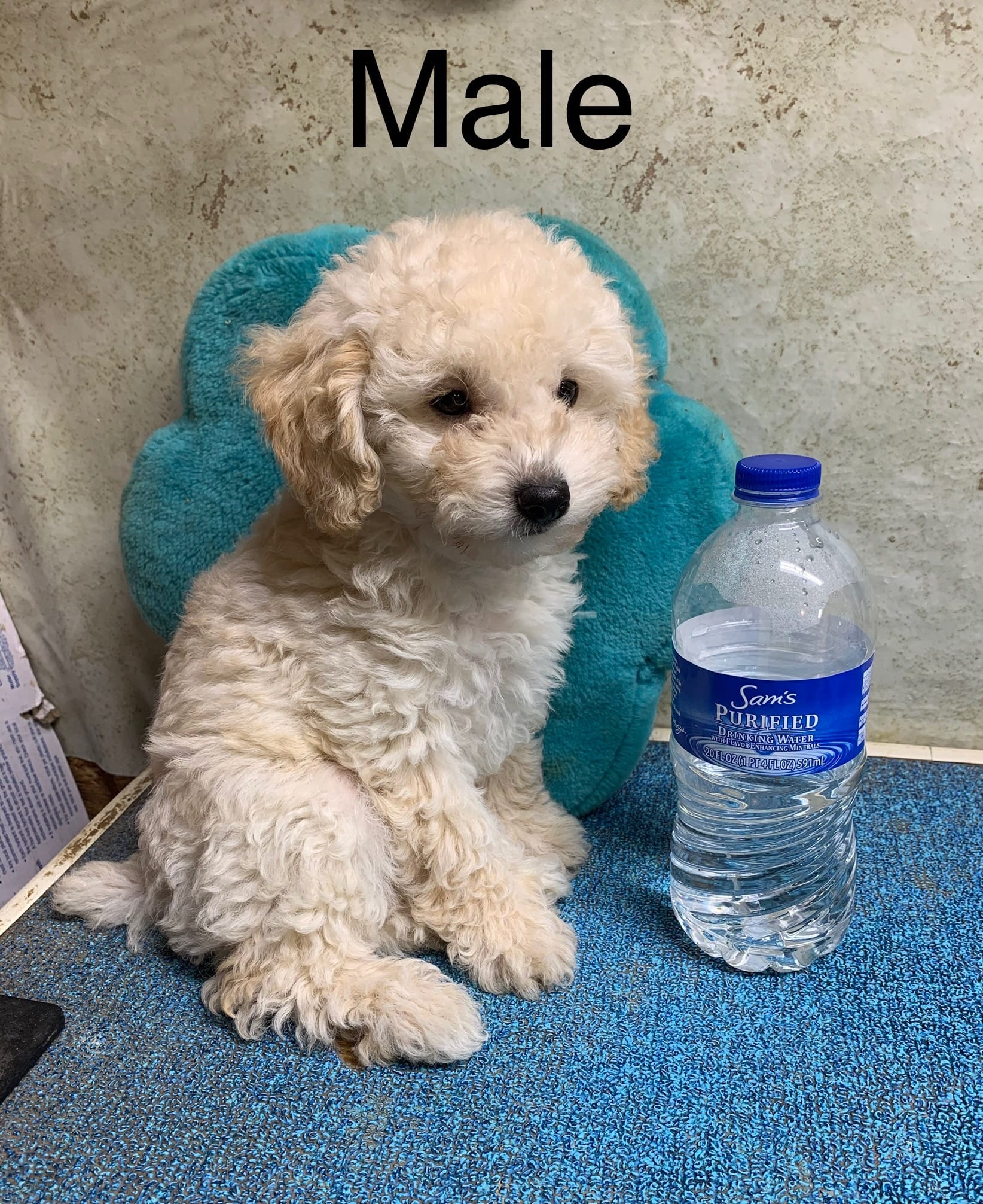 Tanner pup – Poodle - Toy  puppy for sale in Damascus, AR
