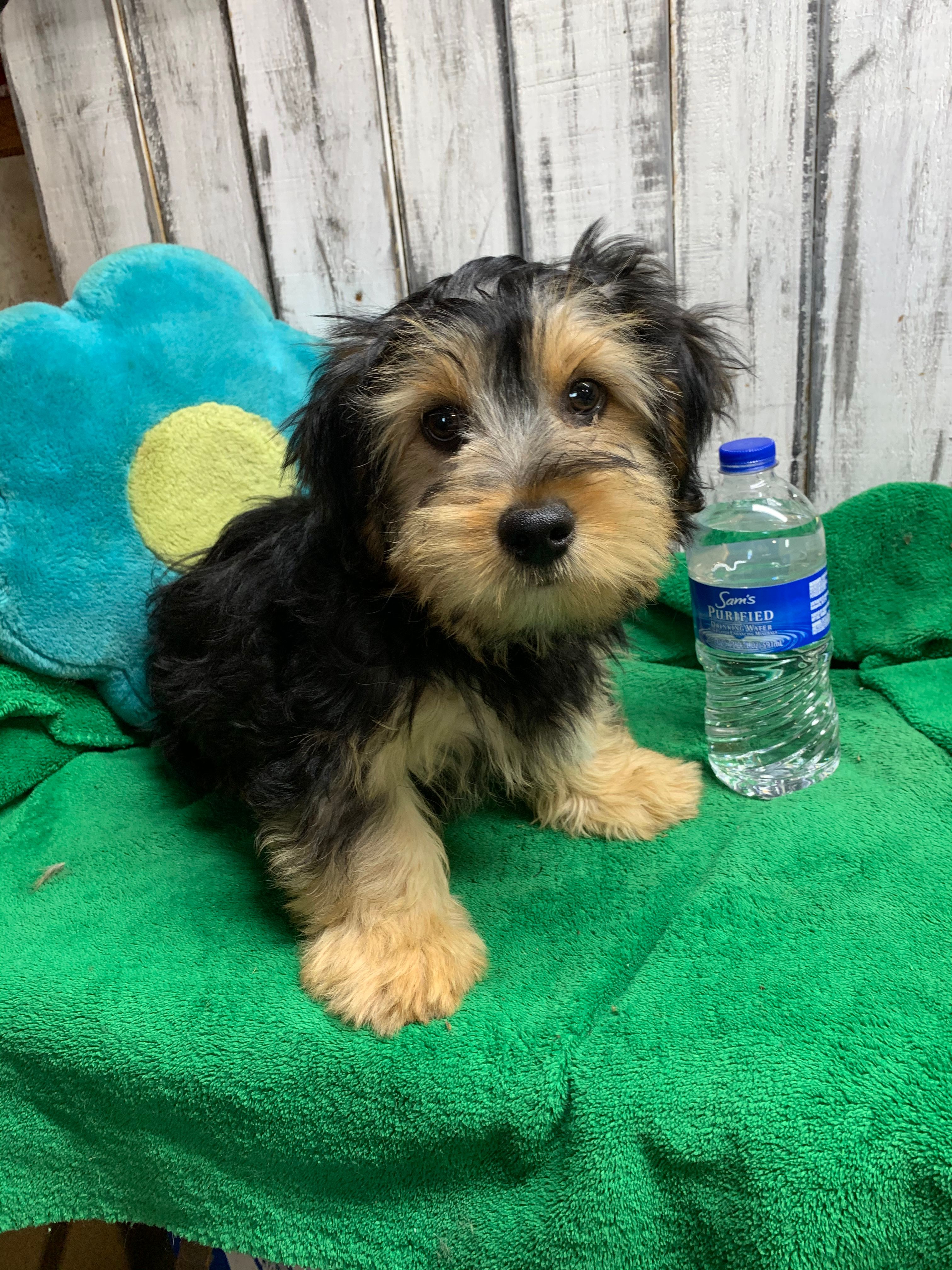 Morkie male – Morkie puppy for sale in Damascus, AR