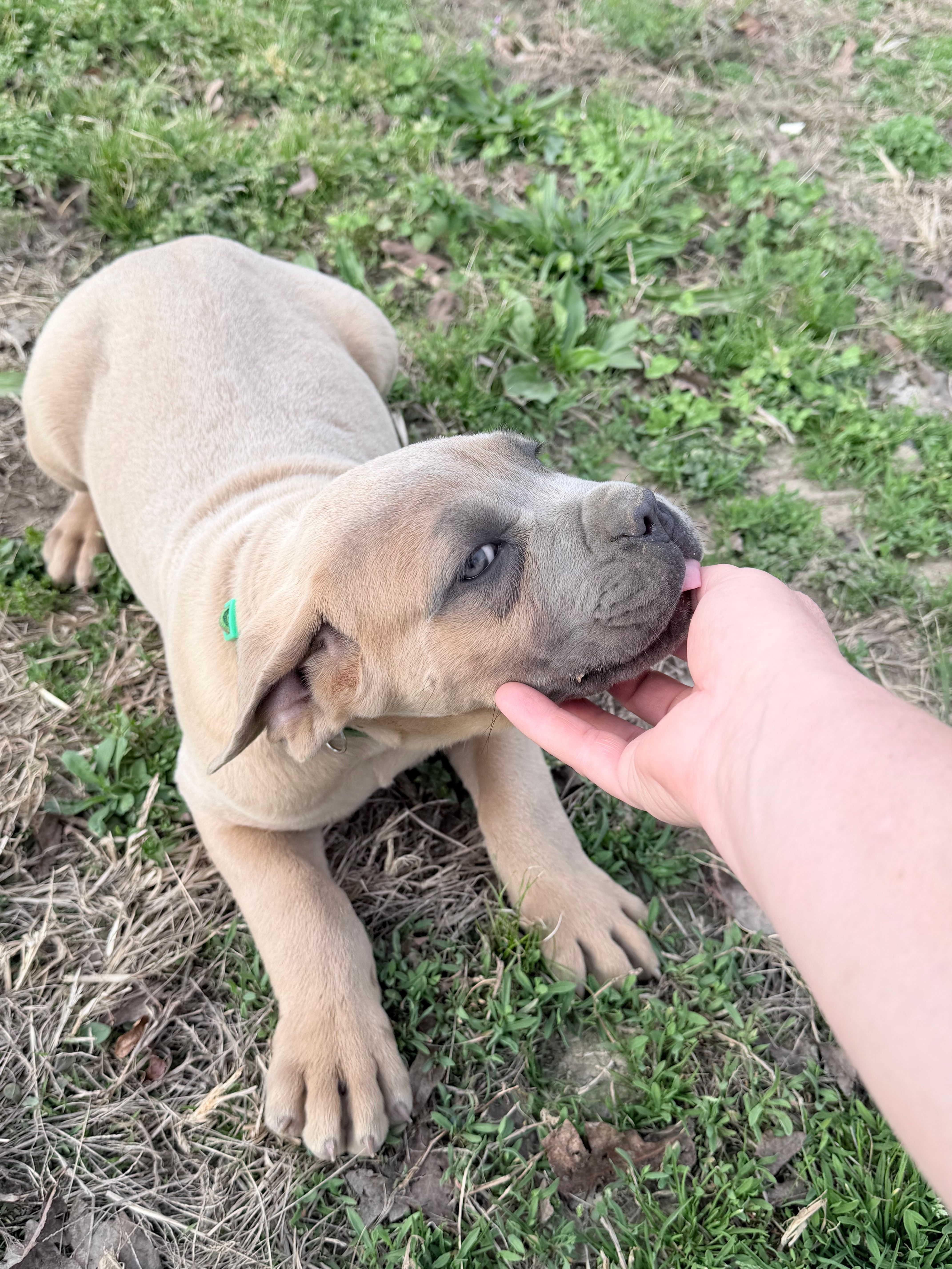 Hulk – Cane Corso puppy for sale in Birch Tree, MO