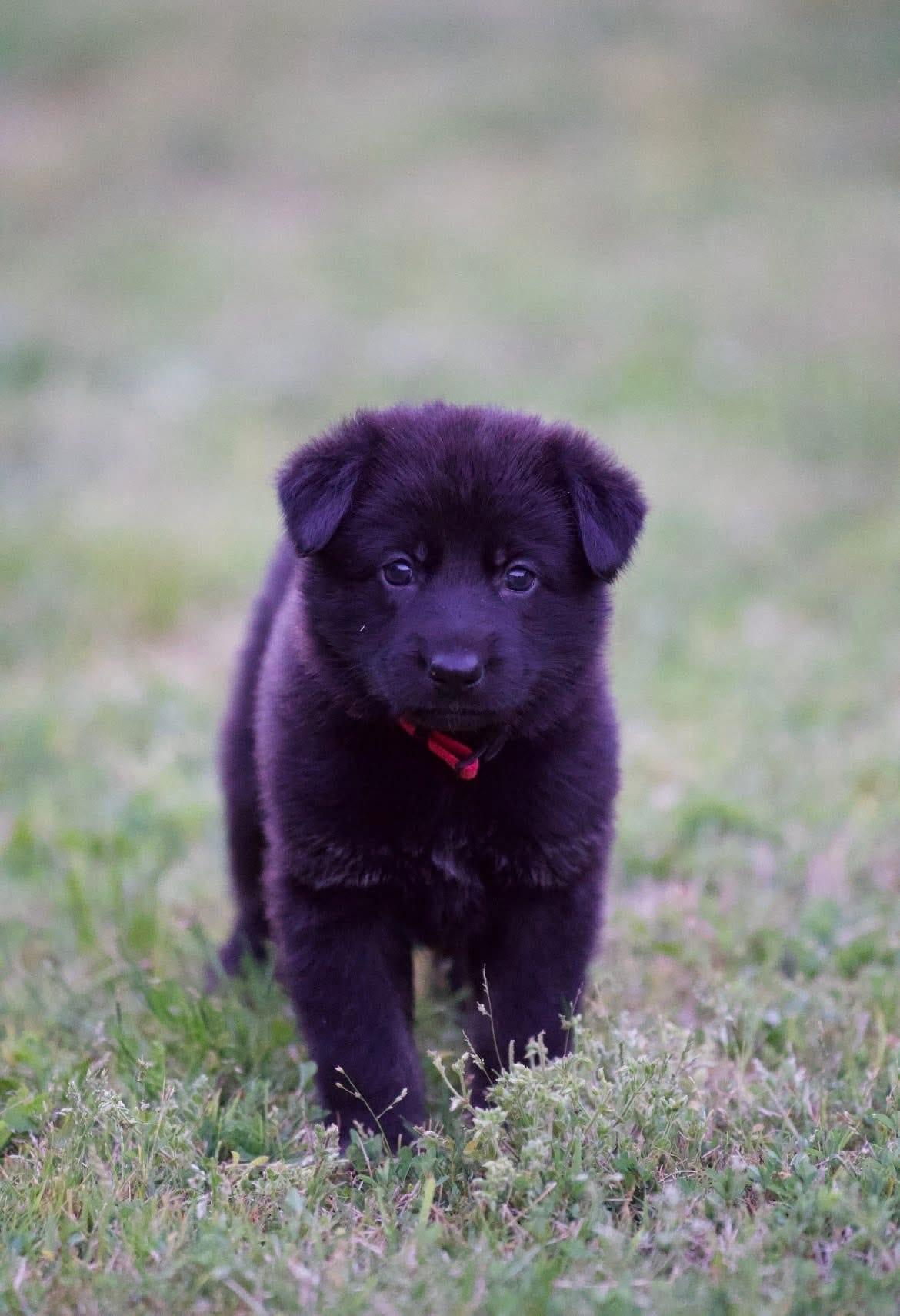 Ruby – German Shepherd Dog puppy for sale in Rocky Face, GA
