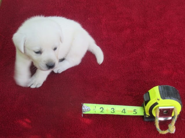 Miss puppy #1 of 12 – Labrador Retriever puppy for sale in Jamesville, NC