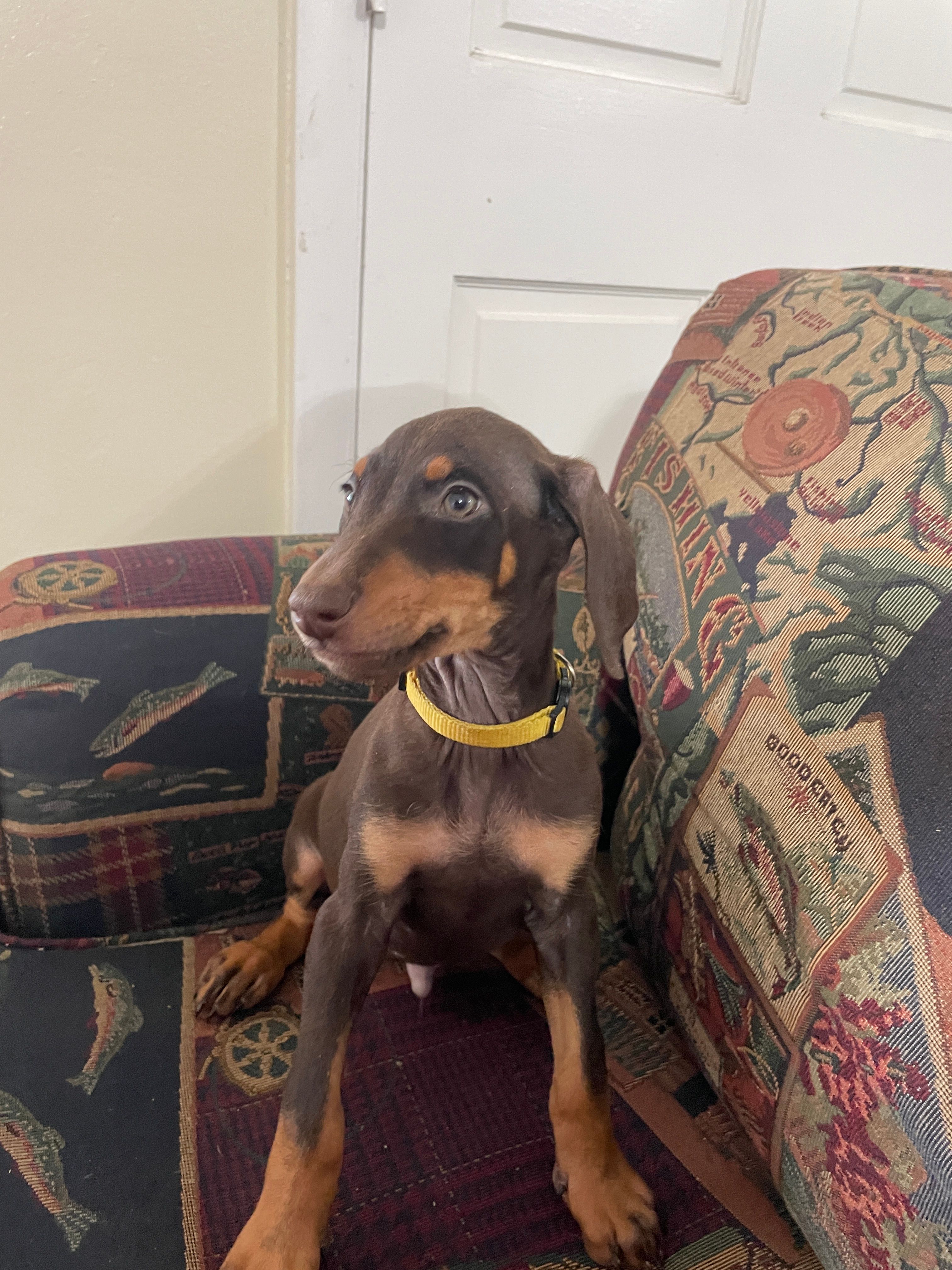 Sunny – Doberman Pinscher puppy for sale in Lehigh Acres, FL