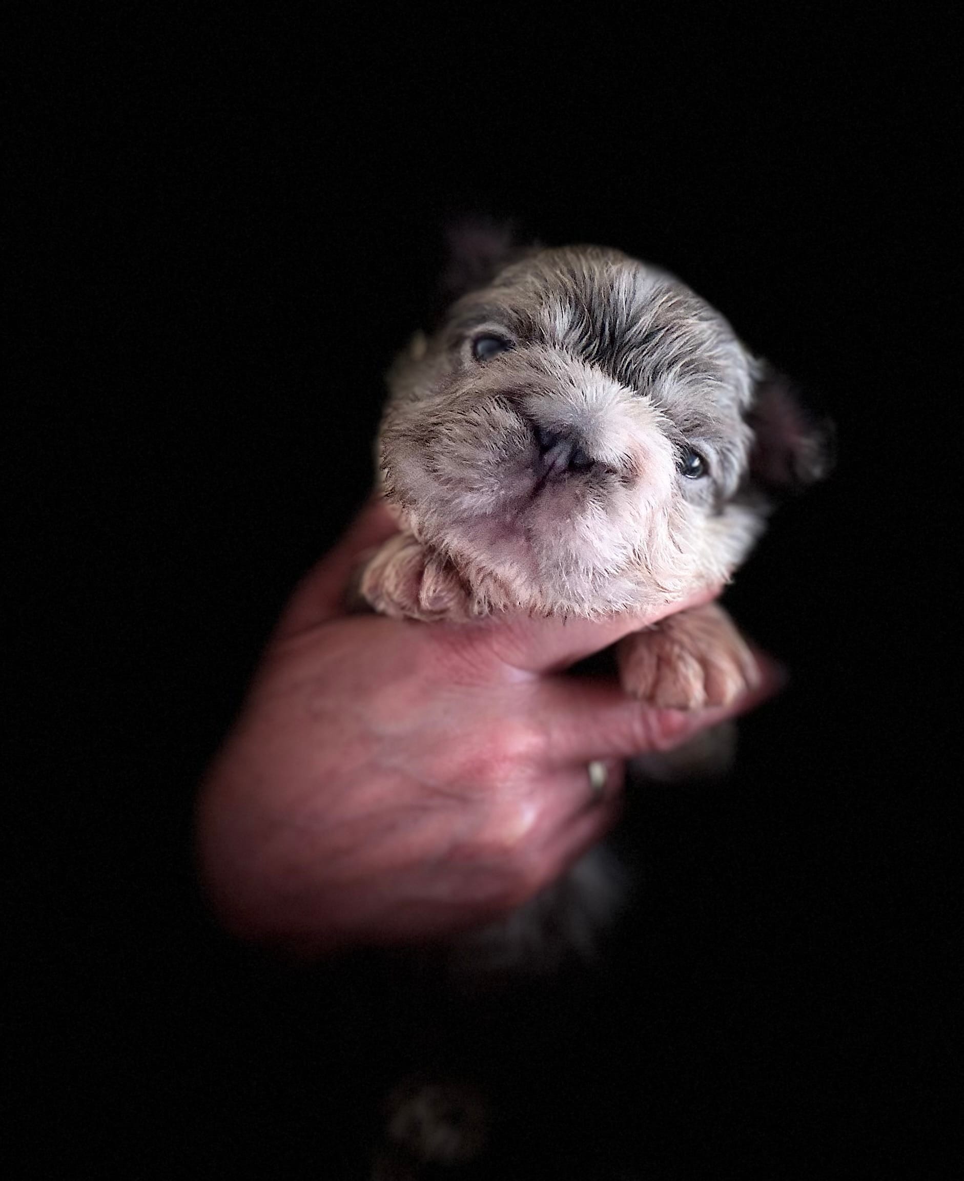 Mr. Fluff – French Bulldog puppy for sale in San Diego, CA