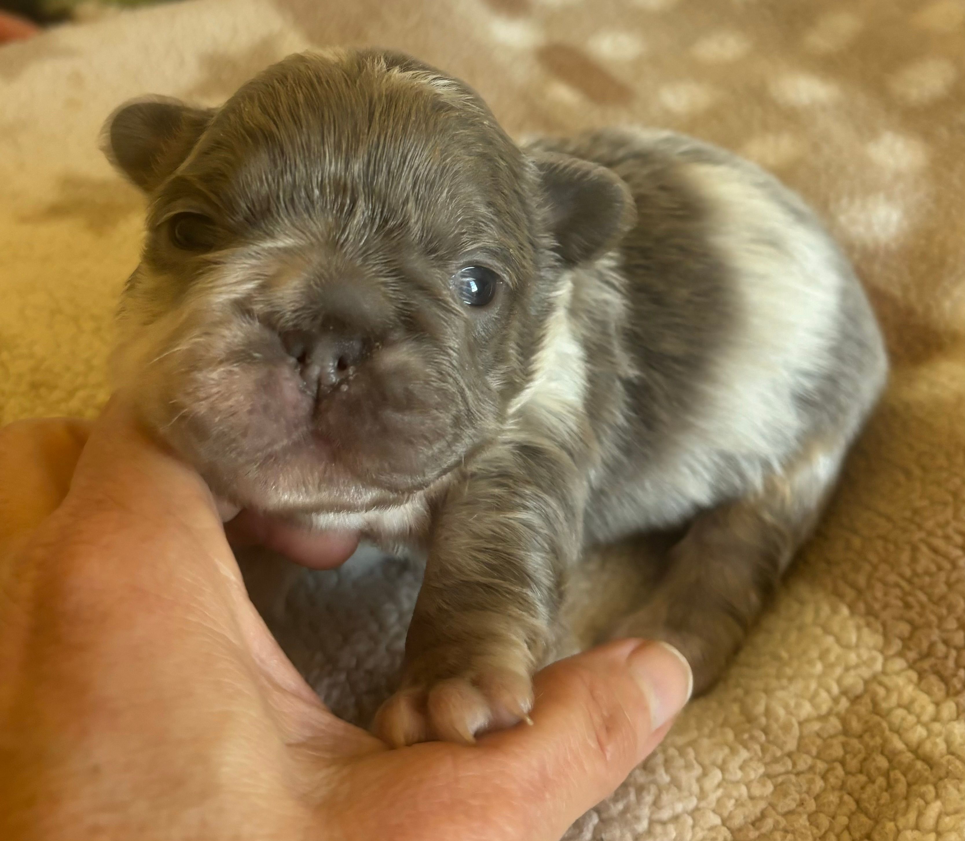 Jiggly puff – French Bulldog puppy for sale in San Diego, CA