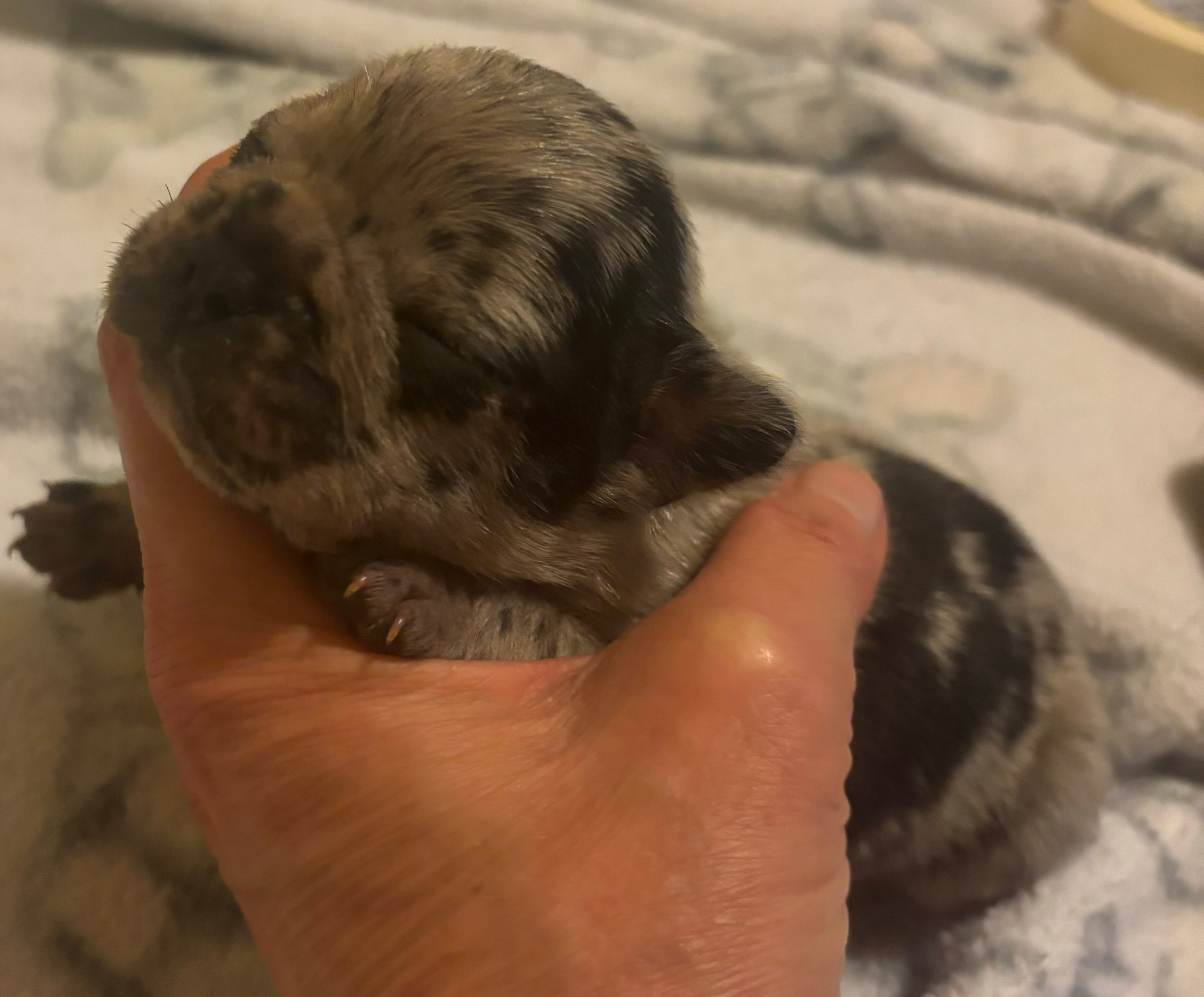 Boo – French Bulldog puppy for sale in San Diego, CA