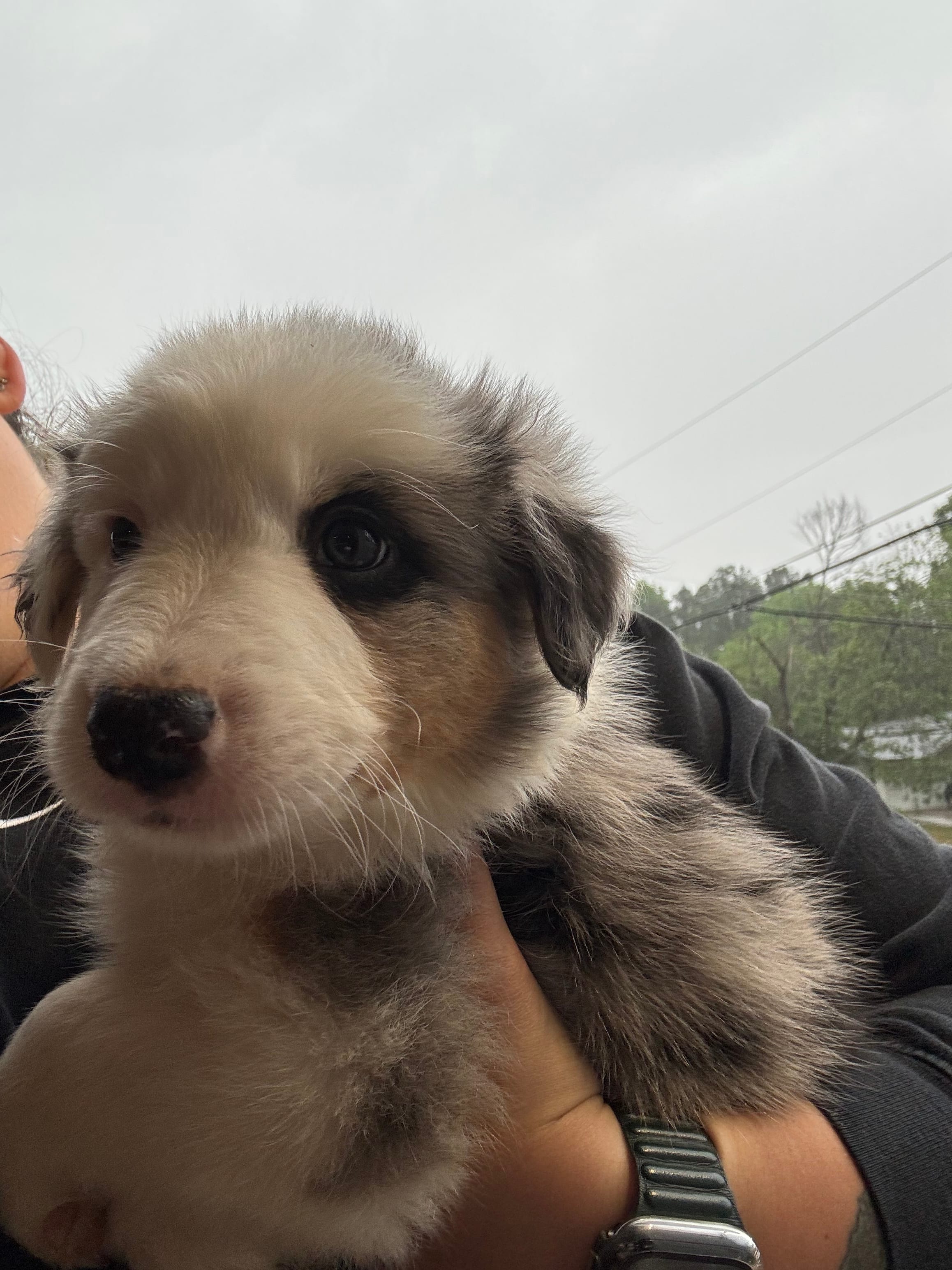 Bluey – Border Collie puppy for sale in Lawrenceville, GA