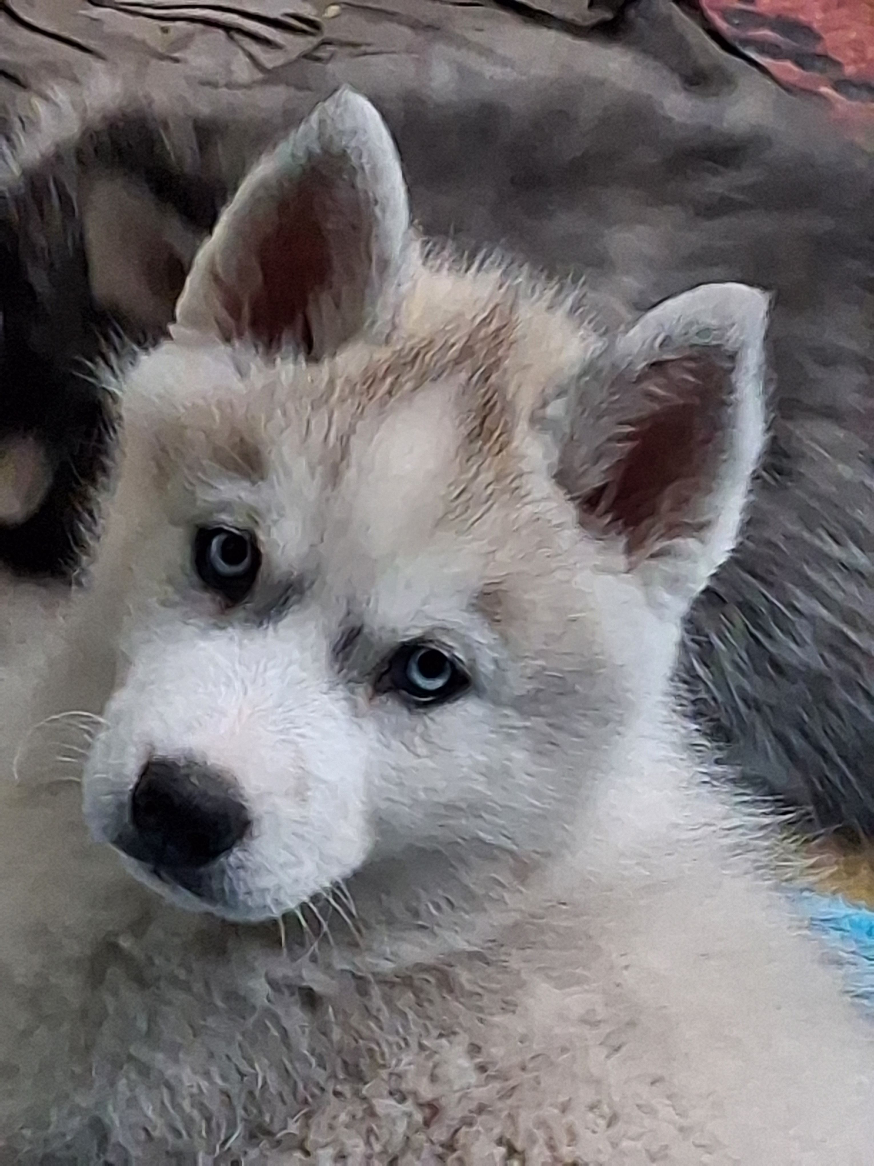 Sky – Siberian Husky puppy for sale in Lake Ozark, MO