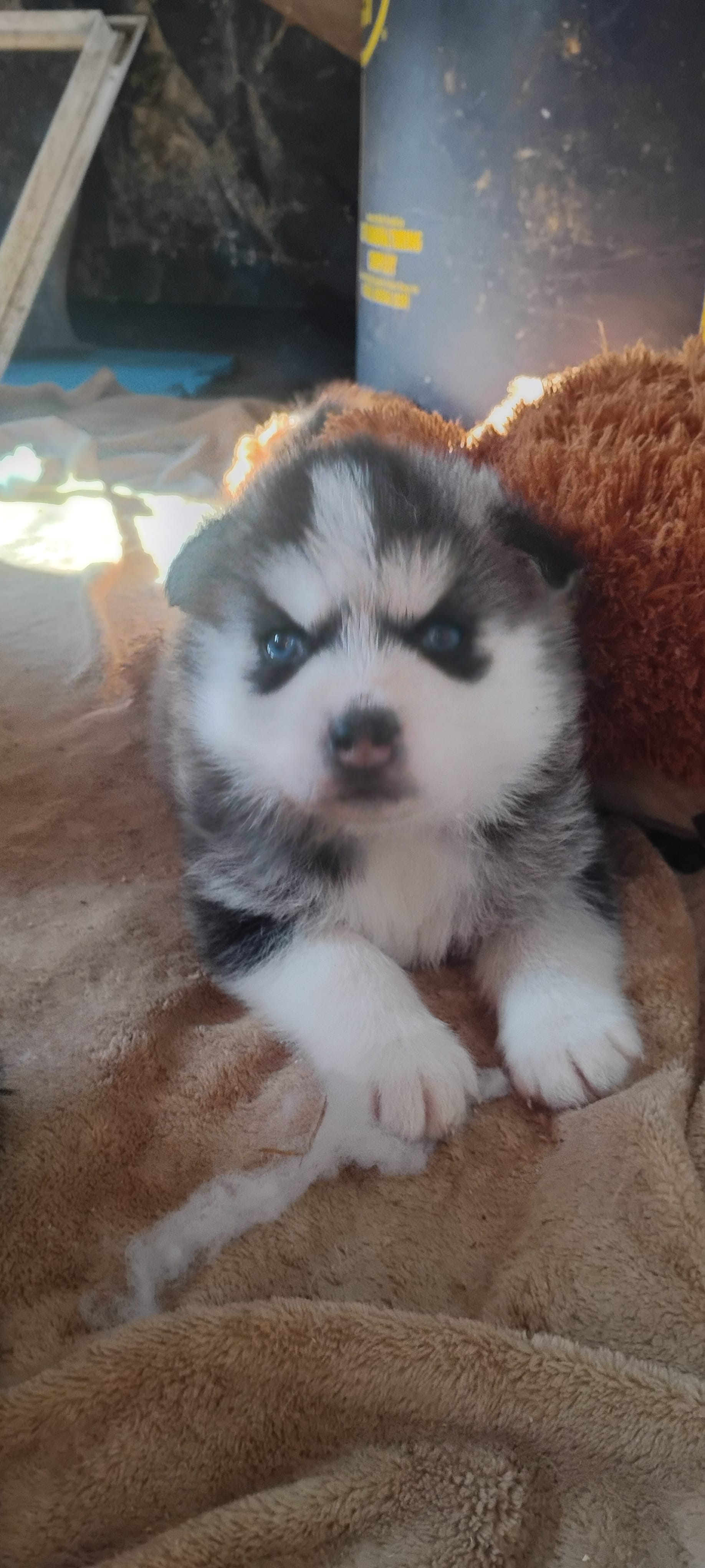 Nika – Siberian Husky puppy for sale in Lake Ozark, MO
