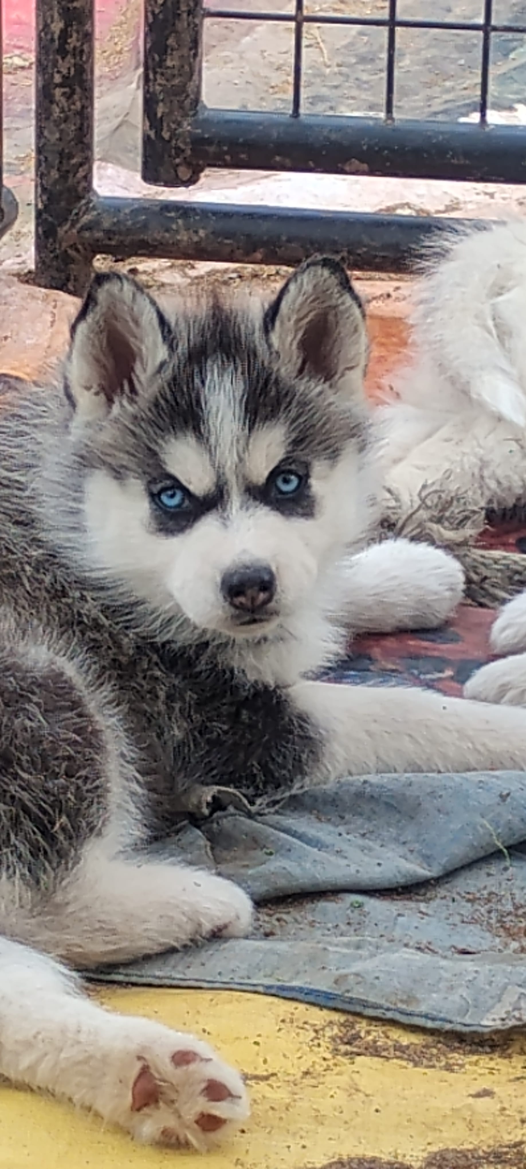 Nika – Siberian Husky puppy for sale in Lake Ozark, MO