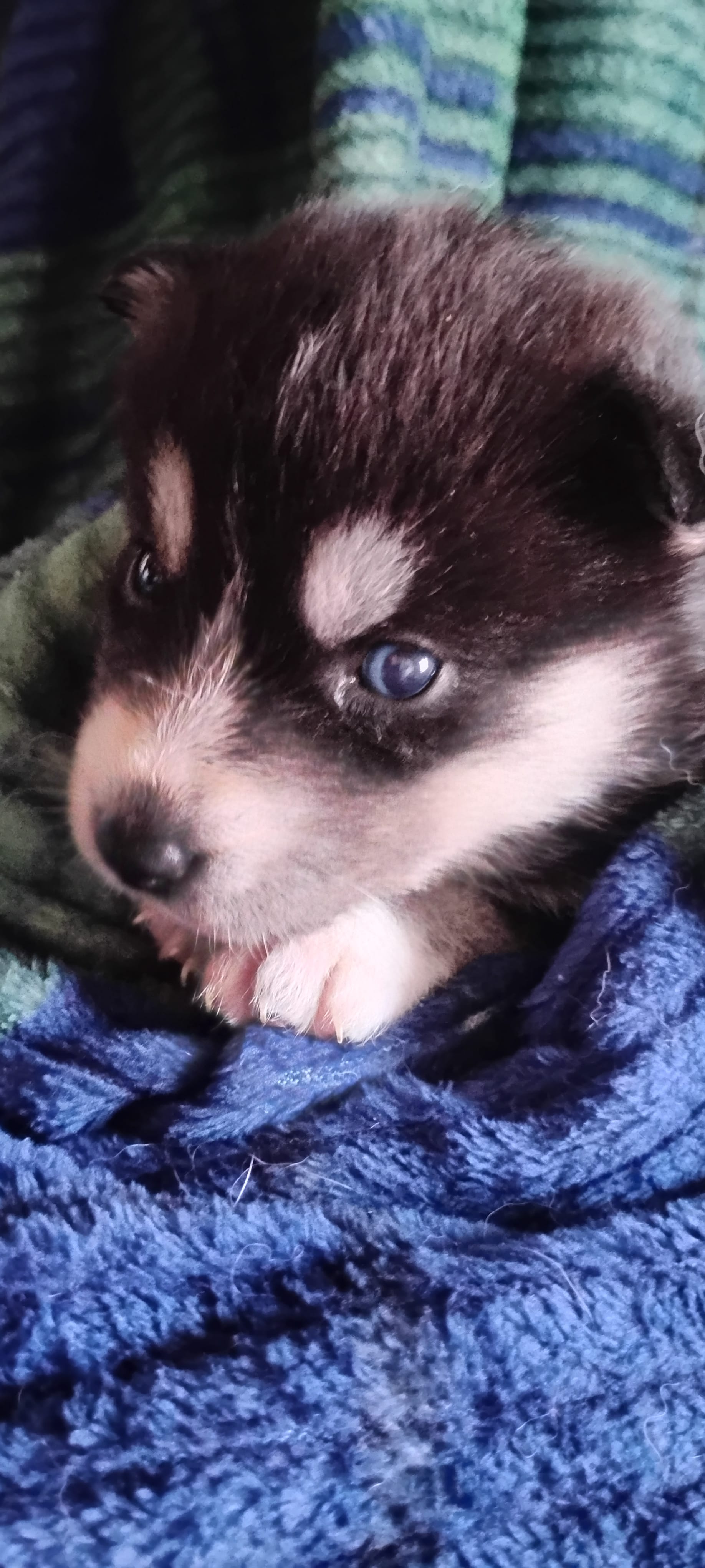 Miya – Huskydoodle puppy for sale in Lake Ozark, MO
