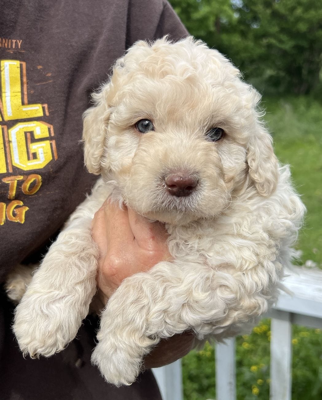 Styles – Miniature Aussiedoodle puppy for sale in Lone Oak, TX