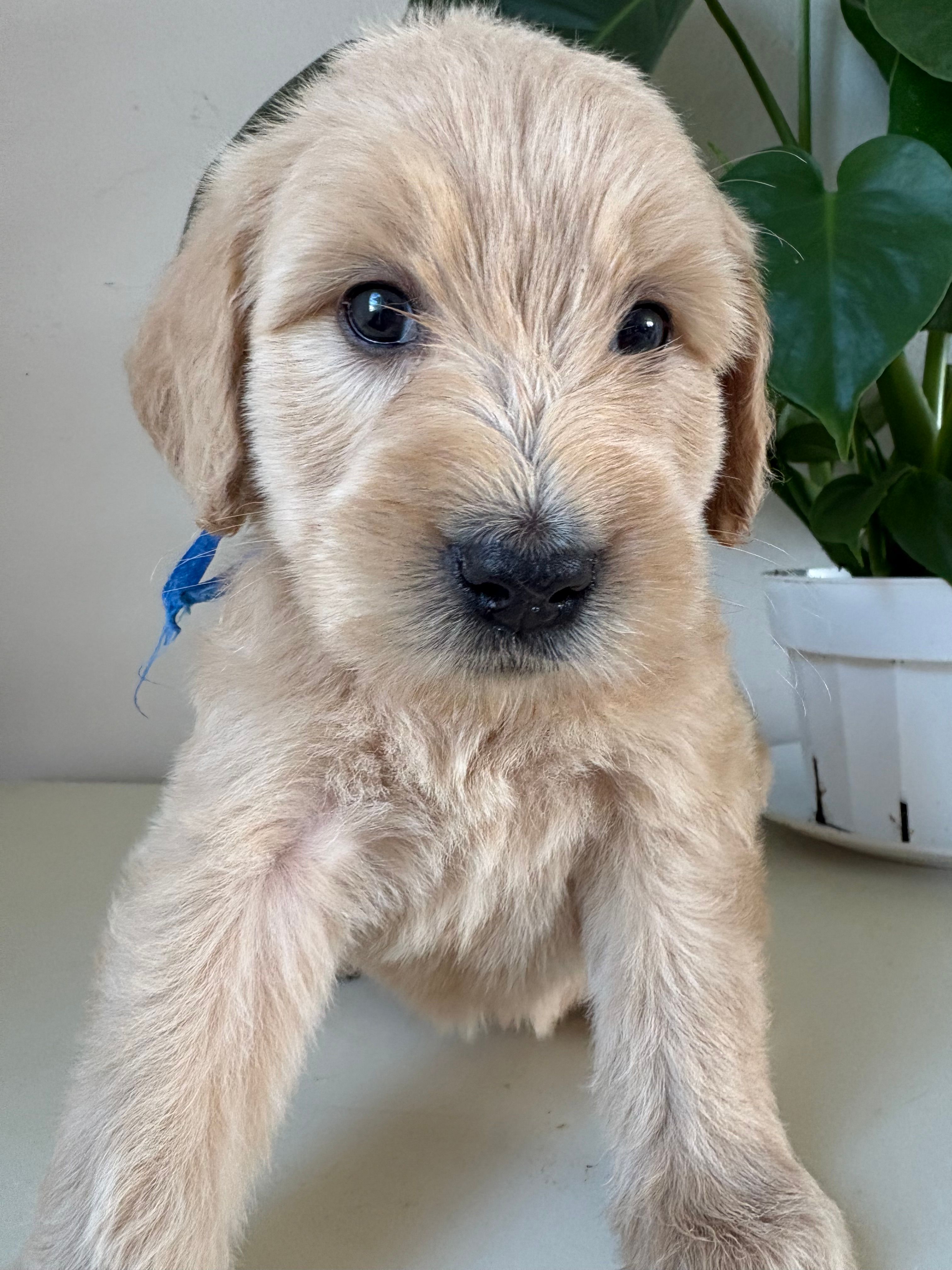 Pax – Goldendoodle, Labradoodle puppy for sale in San Diego, CA