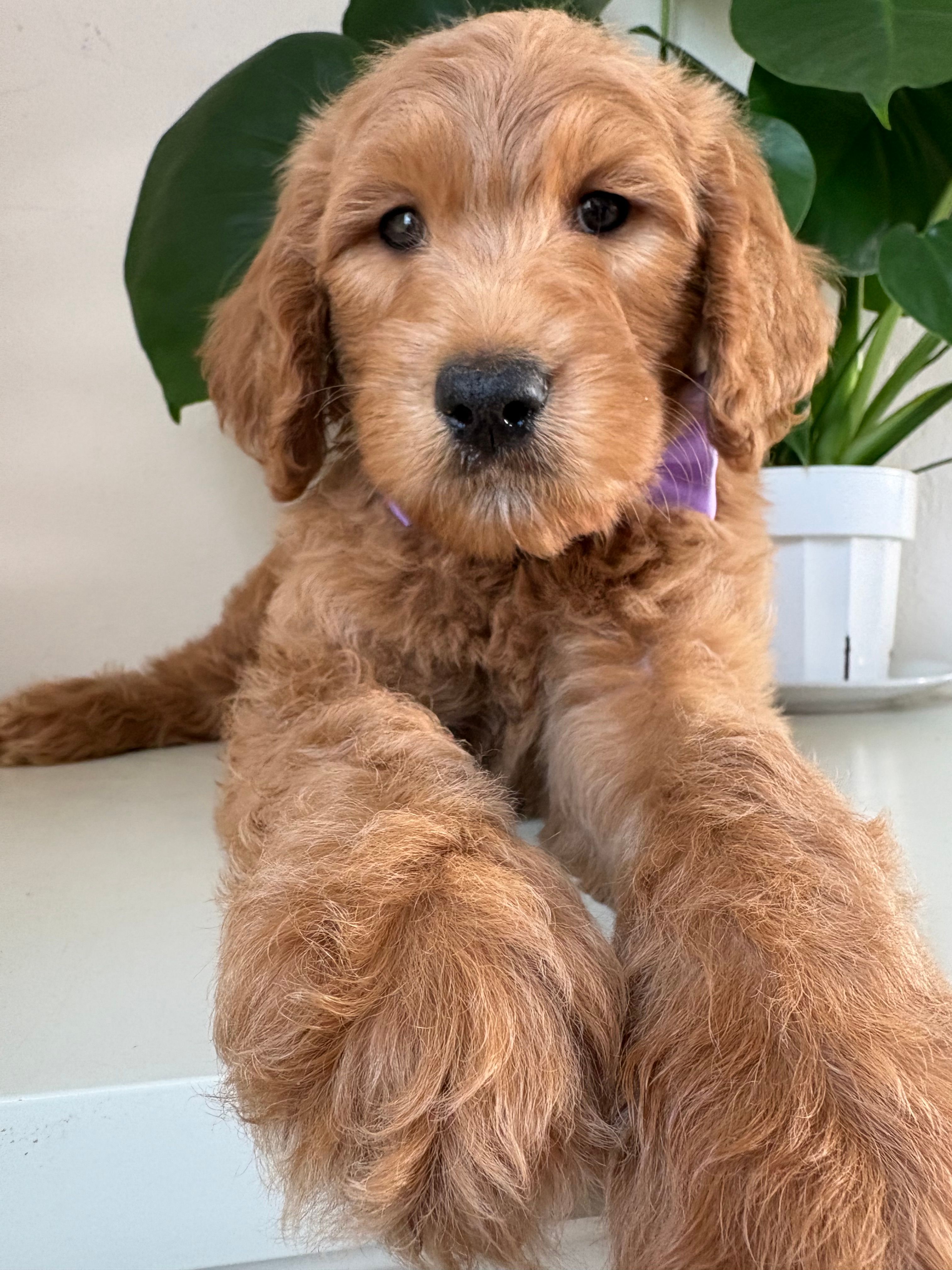 Ozzy – Goldendoodle puppy for sale in San Diego, CA