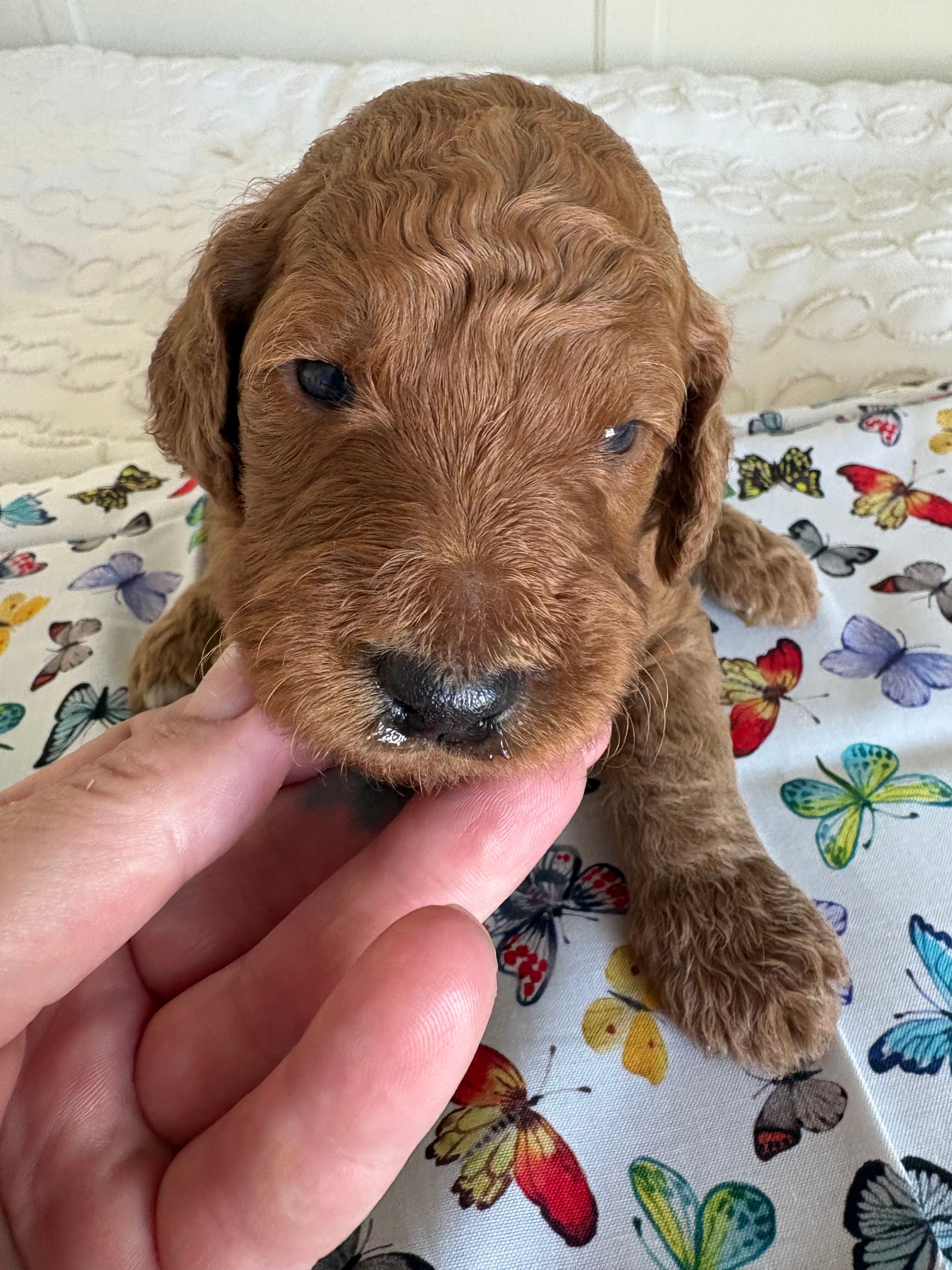 Oreo – Goldendoodle puppy for sale in San Diego, CA