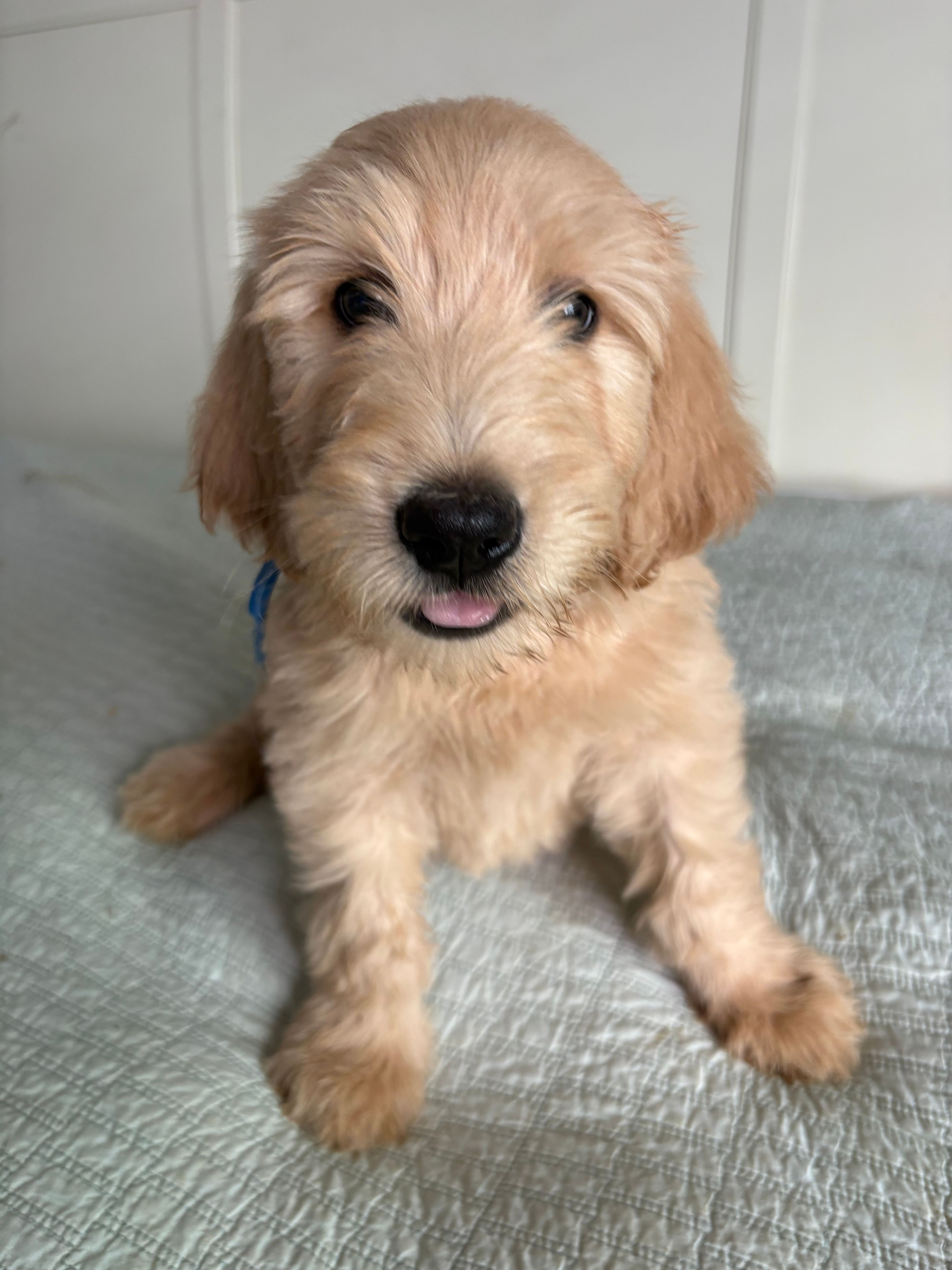 Pax – Goldendoodle, Double Doodle puppy for sale in San Diego, CA