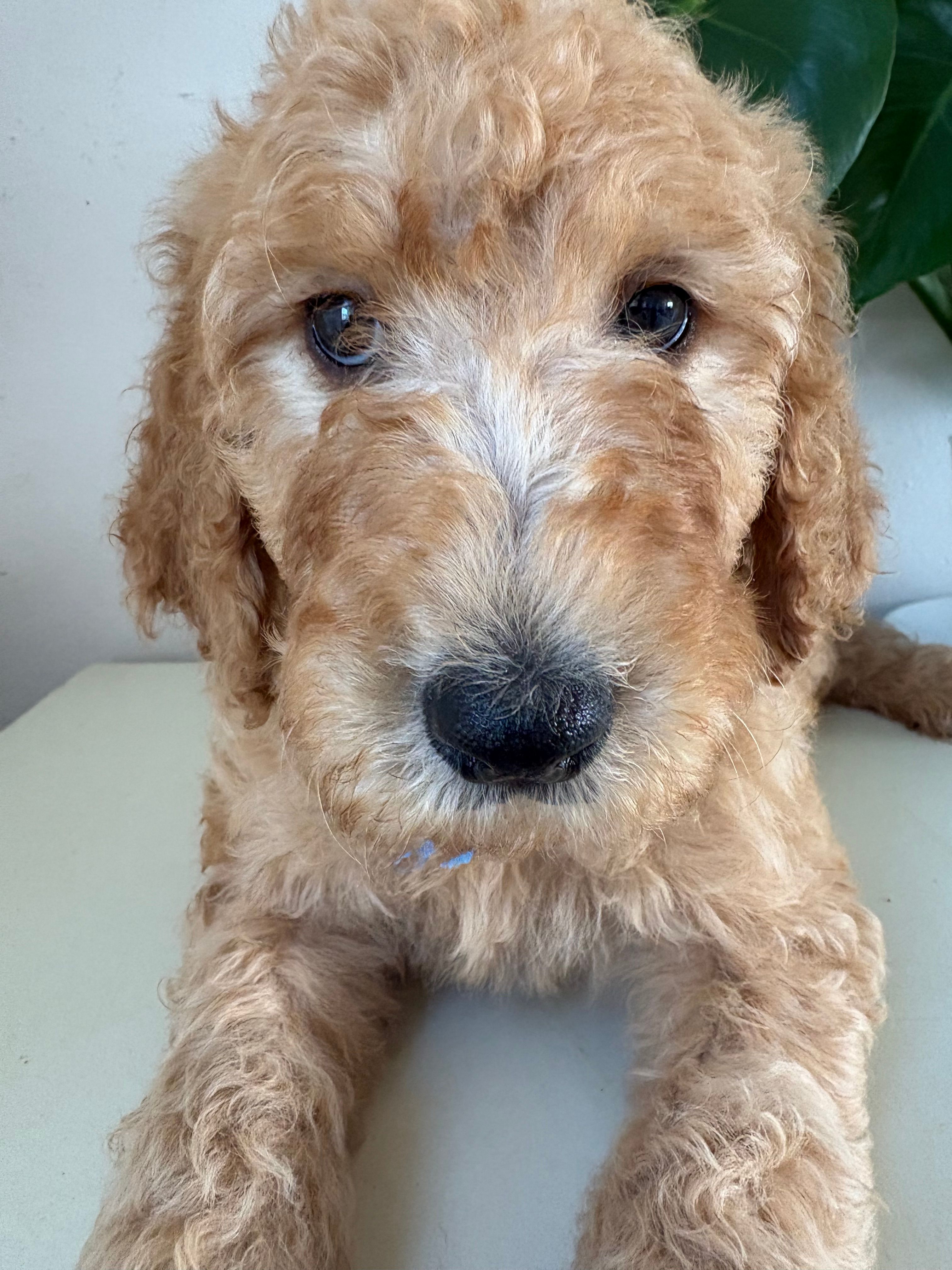Max – Goldendoodle puppy for sale in San Diego, CA