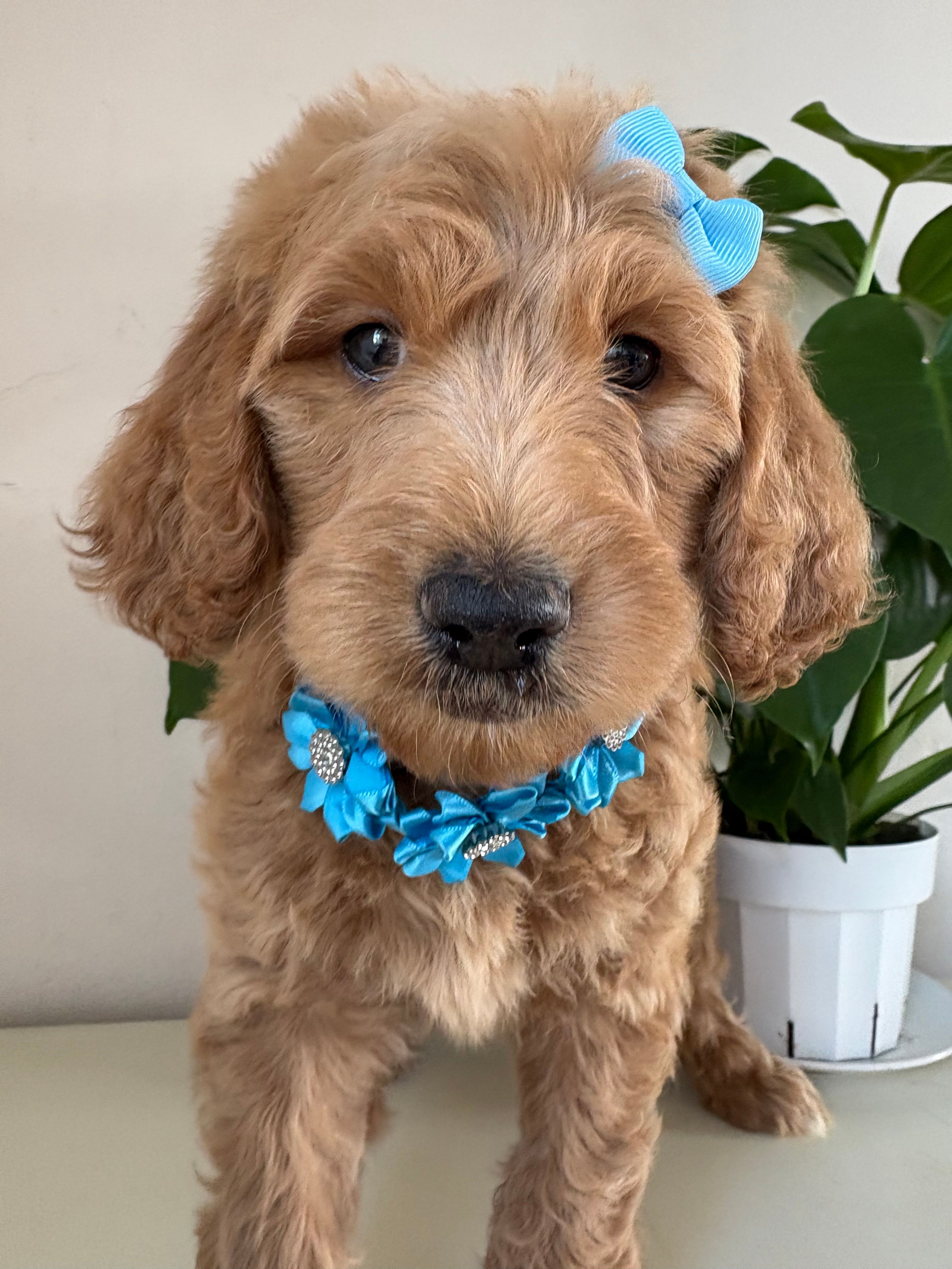 Nelly – Goldendoodle puppy for sale in San Diego, CA