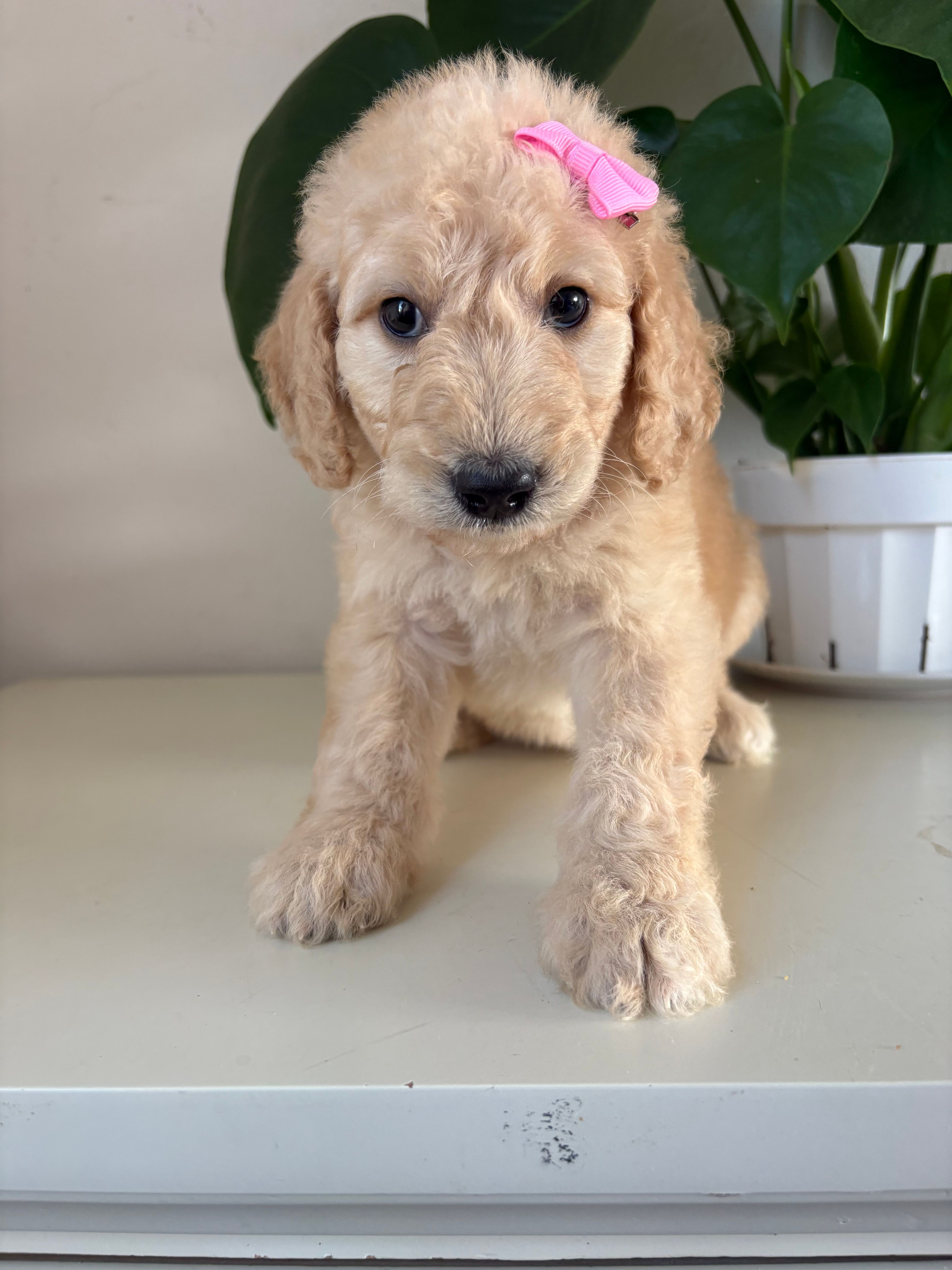 Piper – Goldendoodle, Labradoodle puppy for sale in San Diego, CA