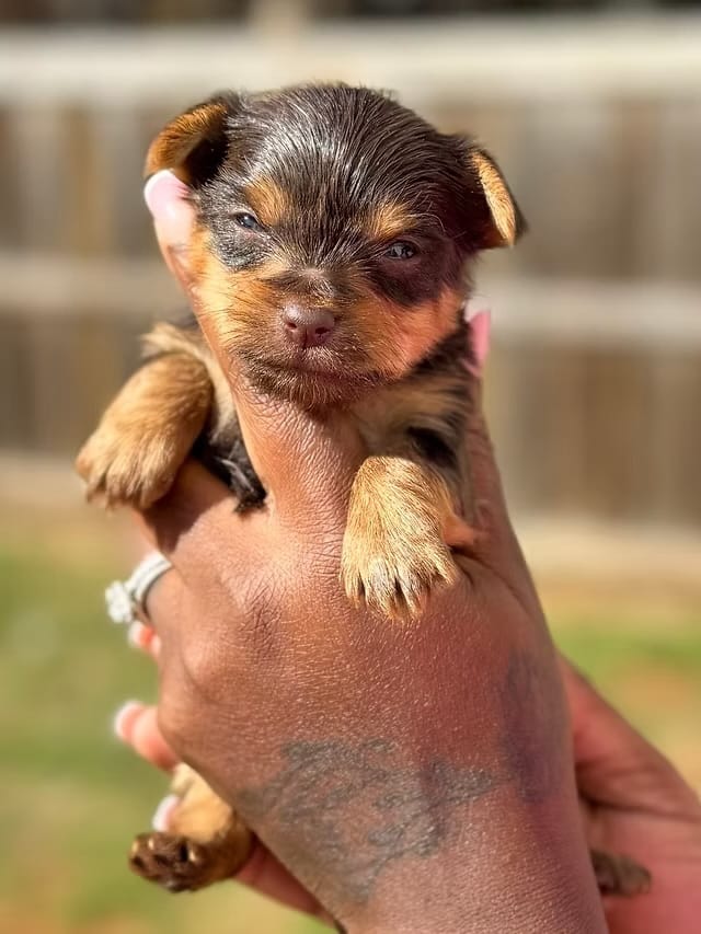 Princess – Yorkshire Terrier puppy for sale in Valdosta, GA