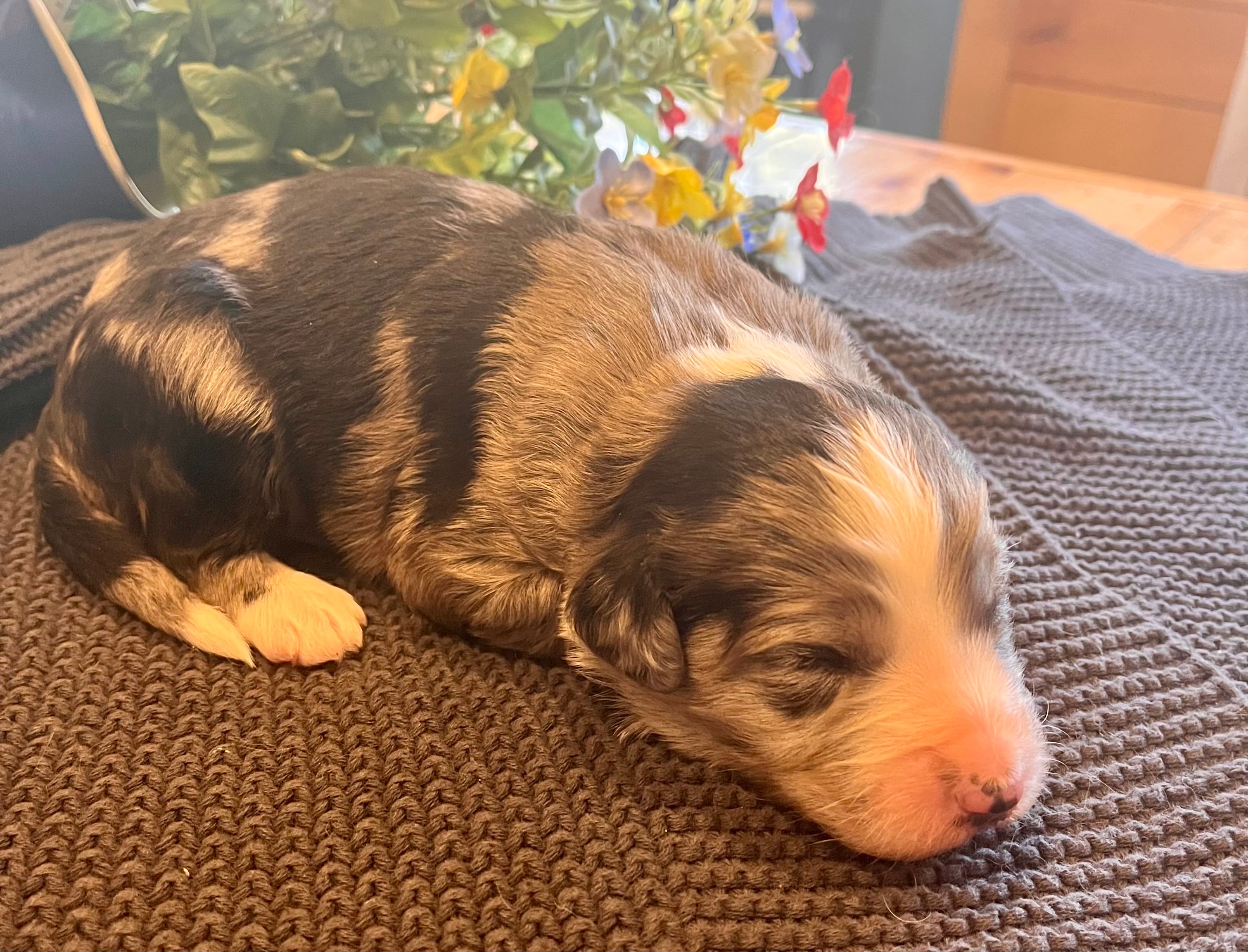 Huxley – Australian Shepherd, Bernedoodle puppy for sale in Neillsville, WI