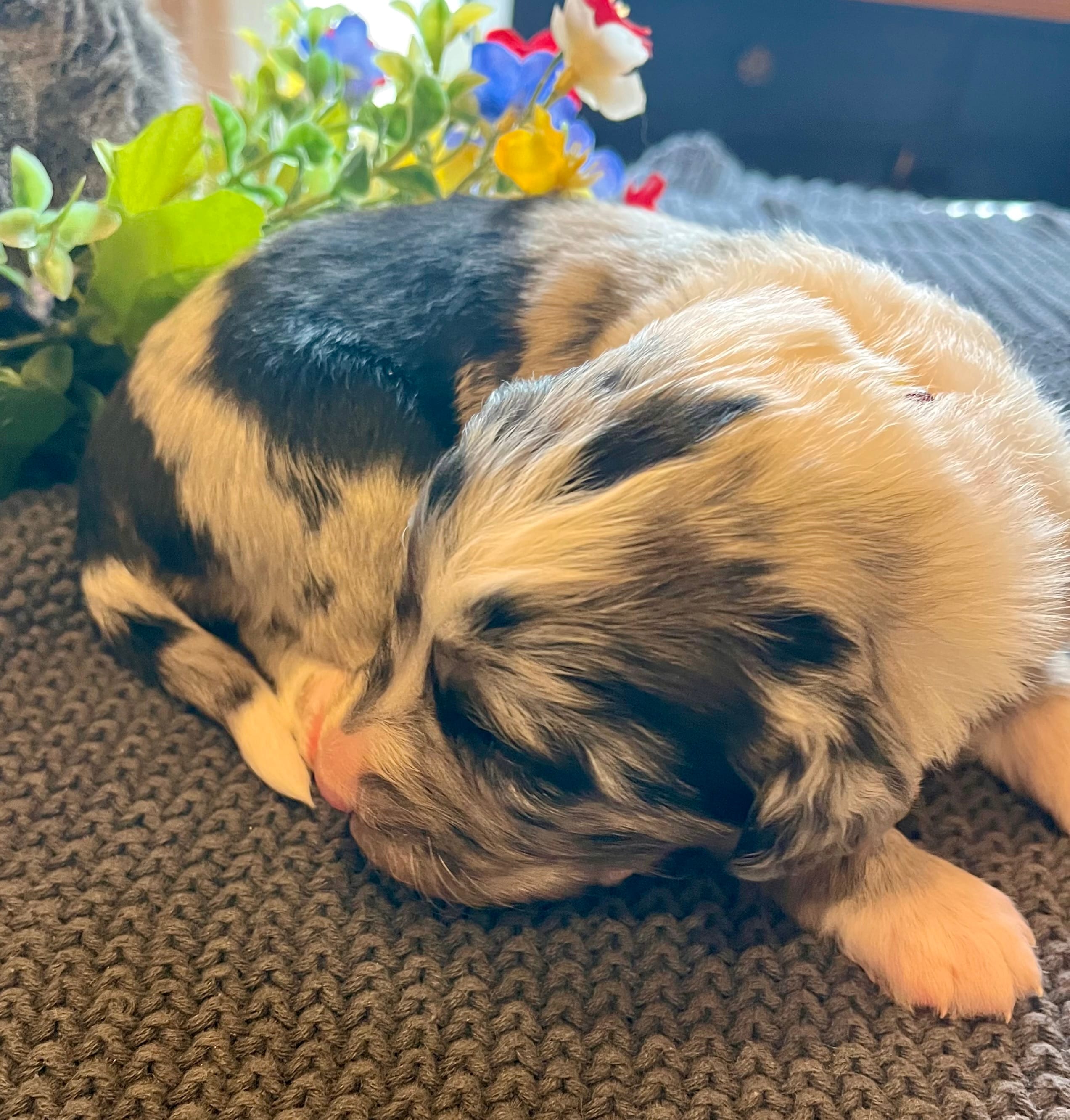 Roxanne – Bernedoodle puppy for sale in Neillsville, WI