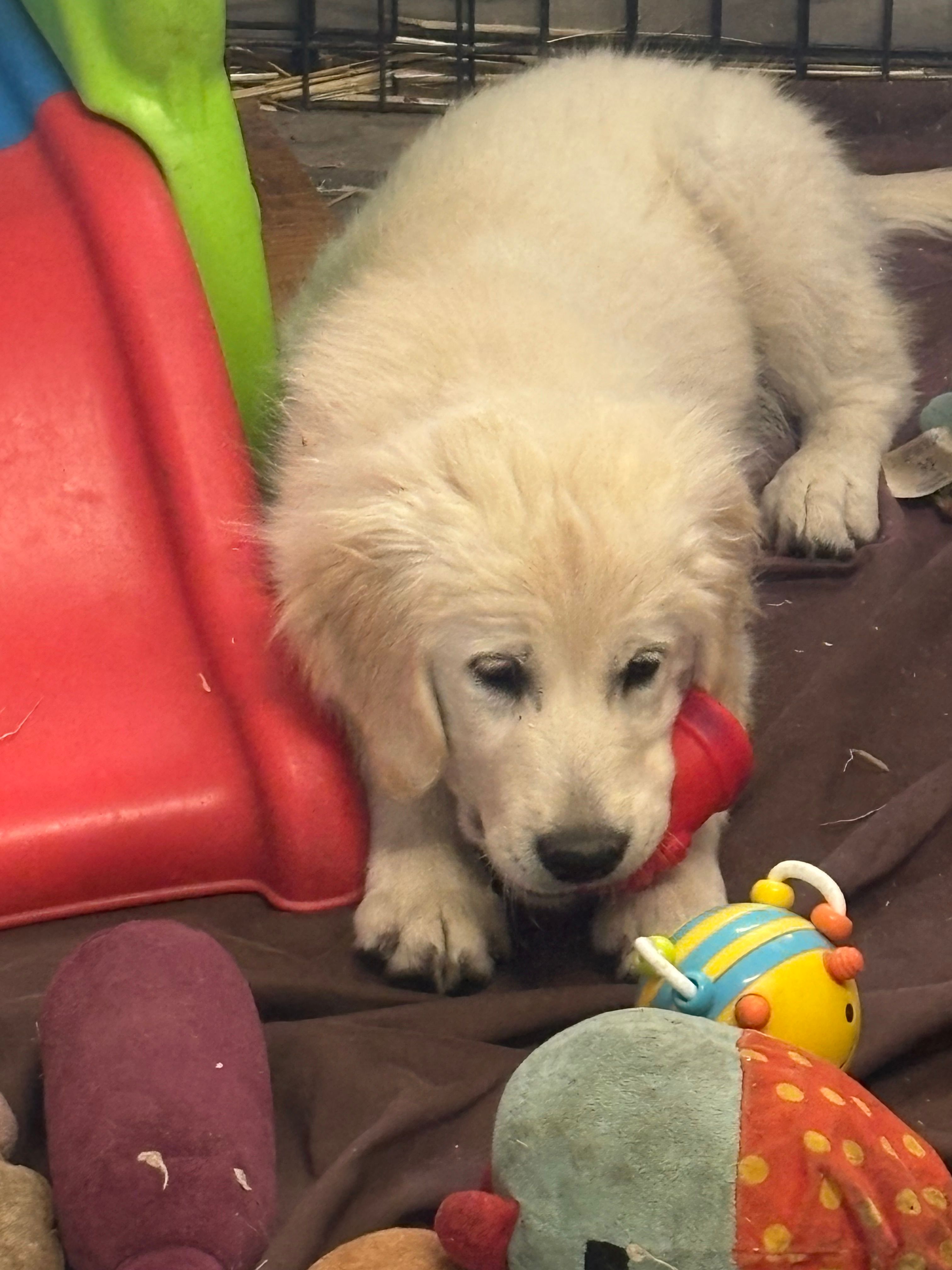 Golden boy – English Cream Golden Retriever puppy for sale in Payson, AZ