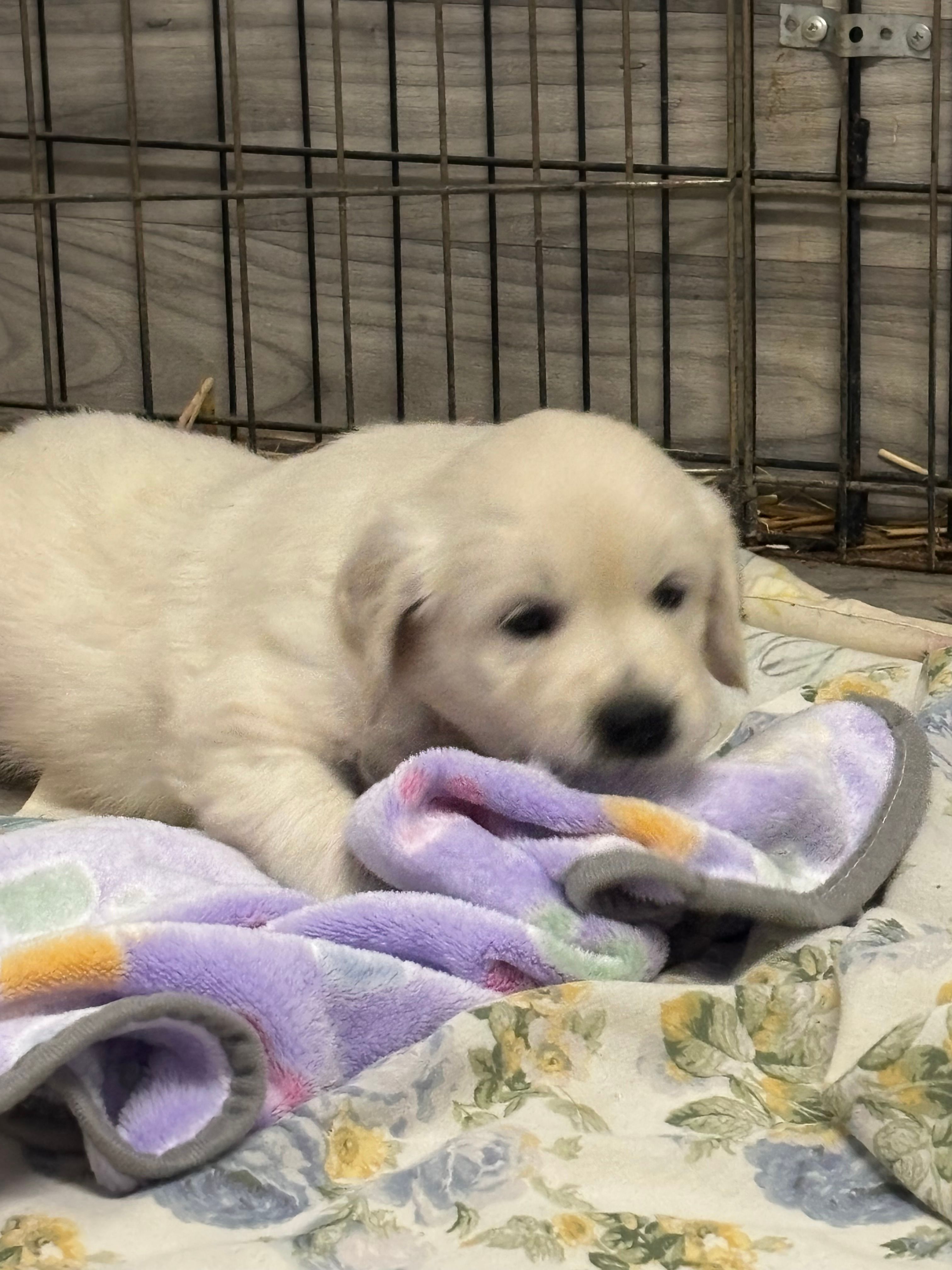 Golden Girl – Golden Retriever puppy for sale in Phoenix, AZ