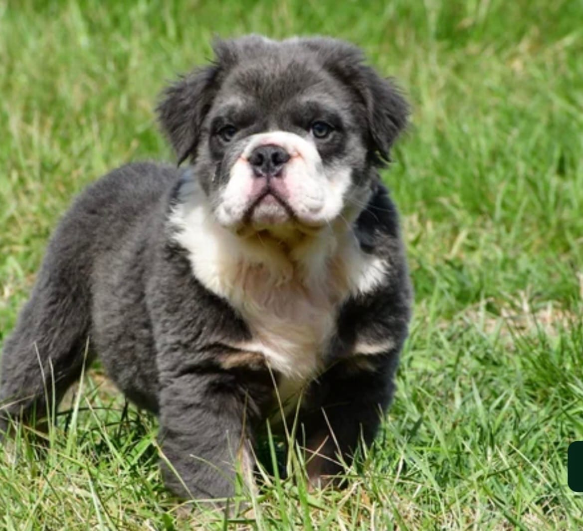Fluffy Ollie – English Bulldog puppy for sale in Millersburg, OH
