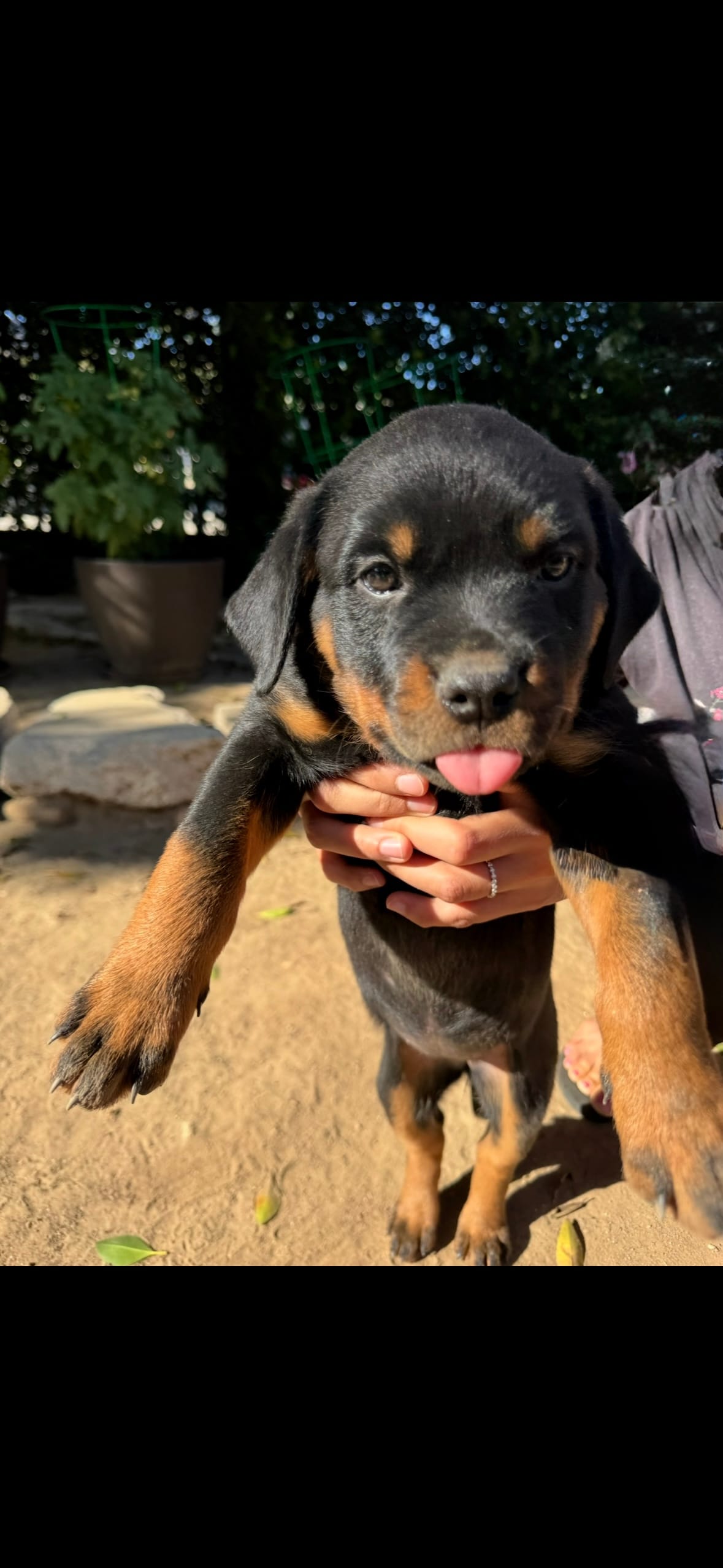 Tulip  – Rottweiler puppy for sale in Chatsworth, CA