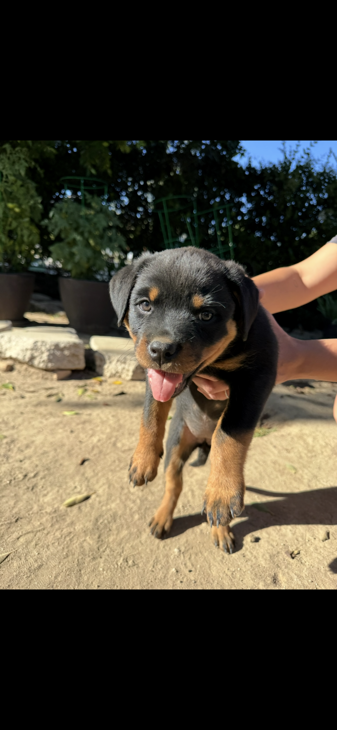 Rose – Rottweiler puppy for sale in Chatsworth, CA