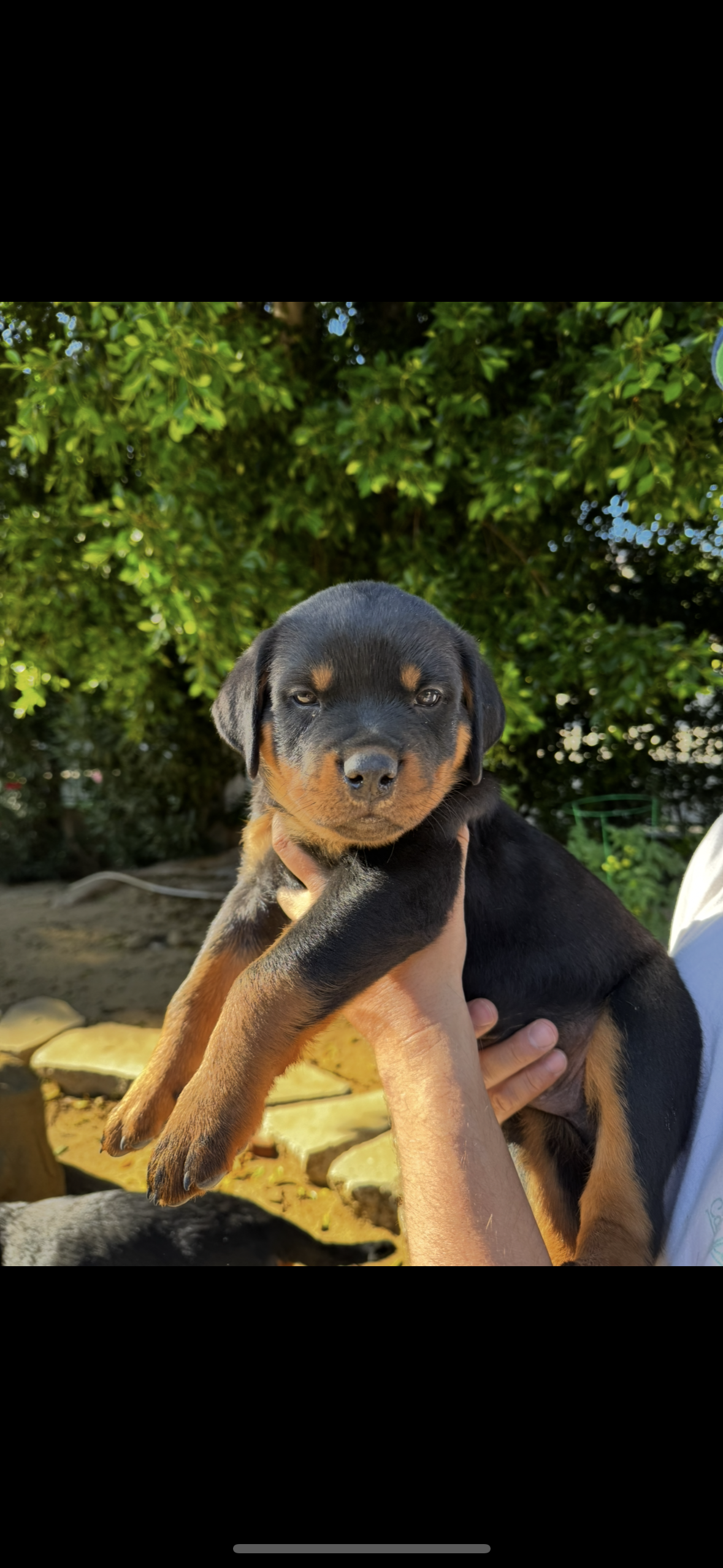 Rocky – Rottweiler puppy for sale in Chatsworth, CA