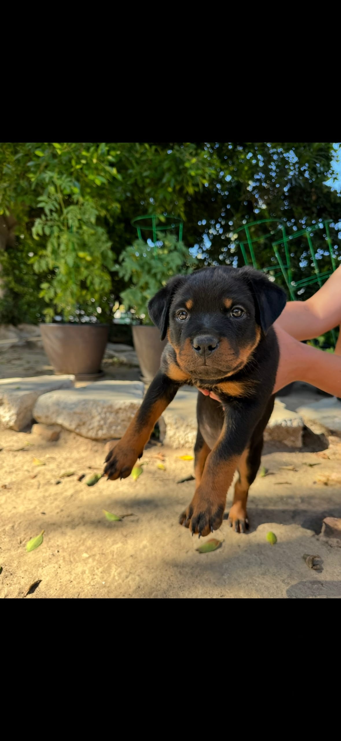 Daisy – Rottweiler puppy for sale in Chatsworth, CA